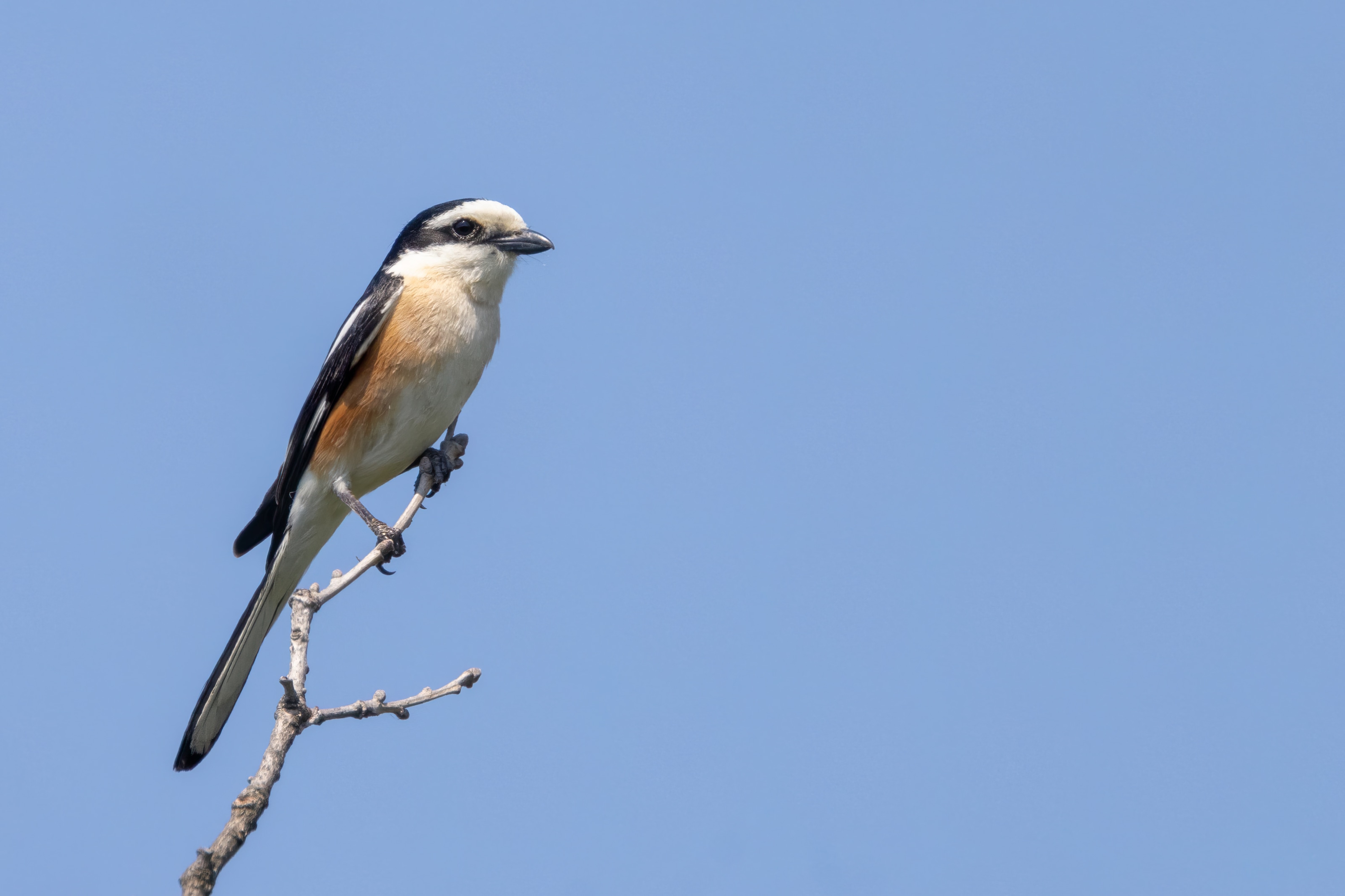 Masked Shrike