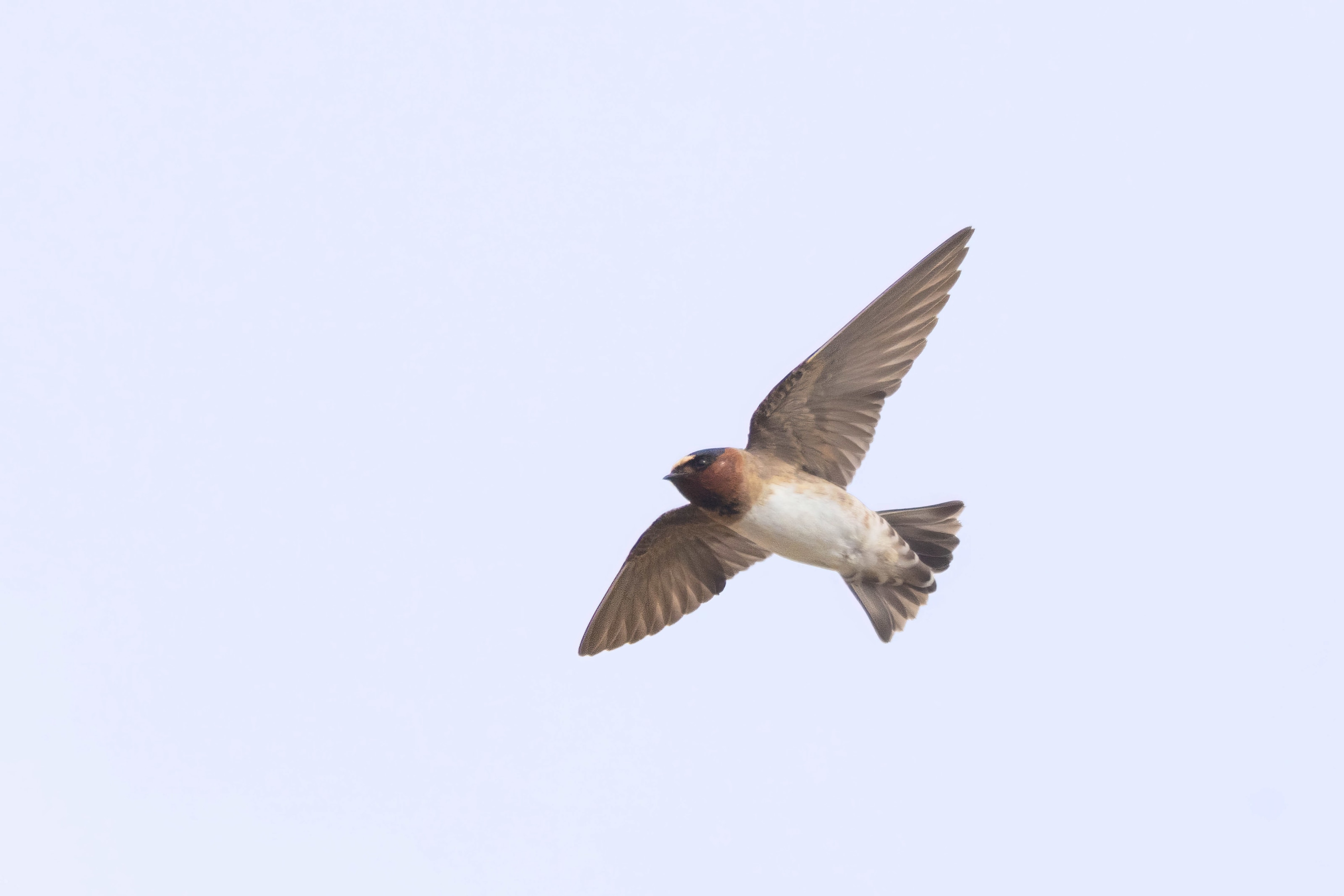 American Cliff Swallow