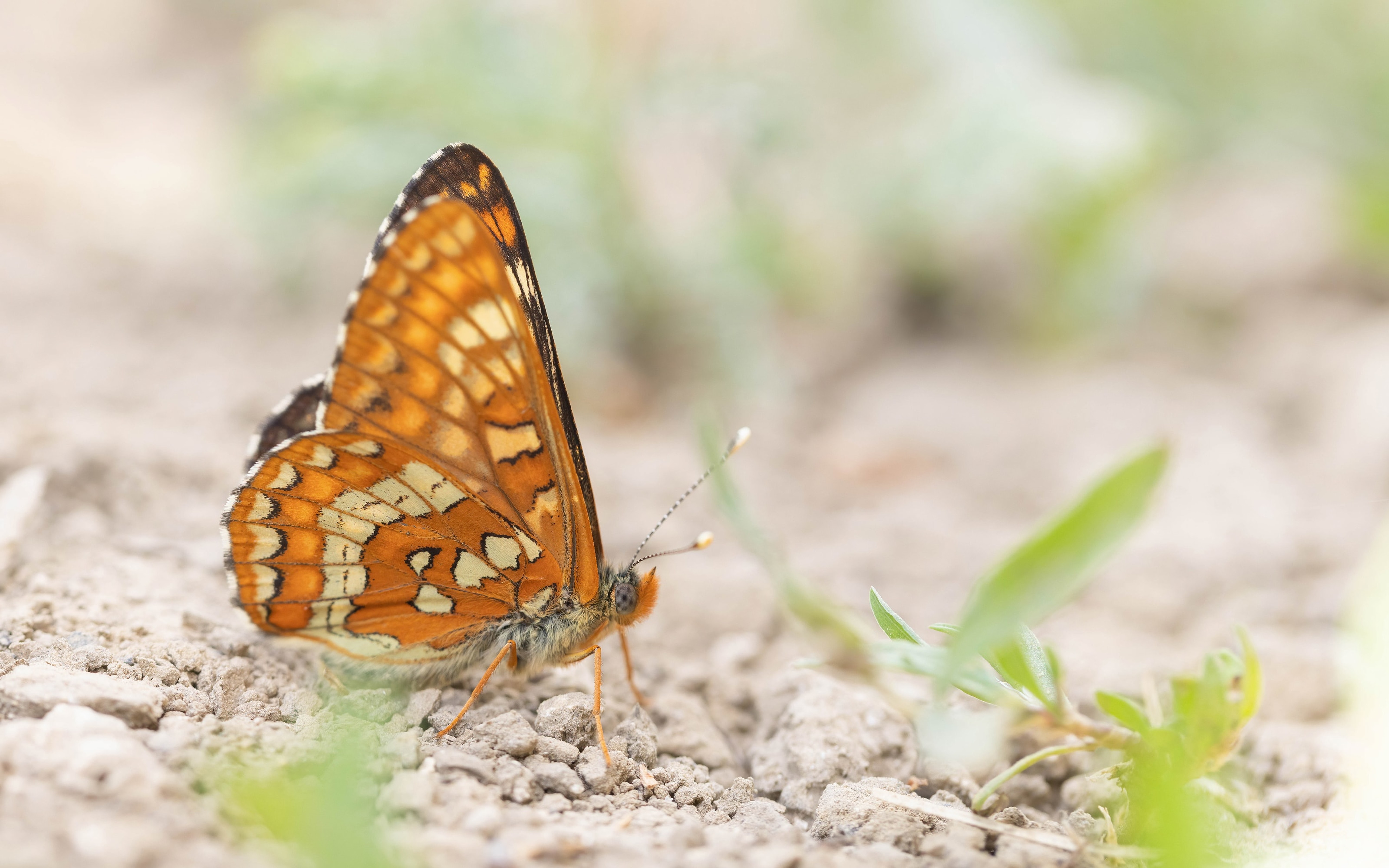 Scarce Fritillary (Euphydryas maturna) in northern Bulgaria