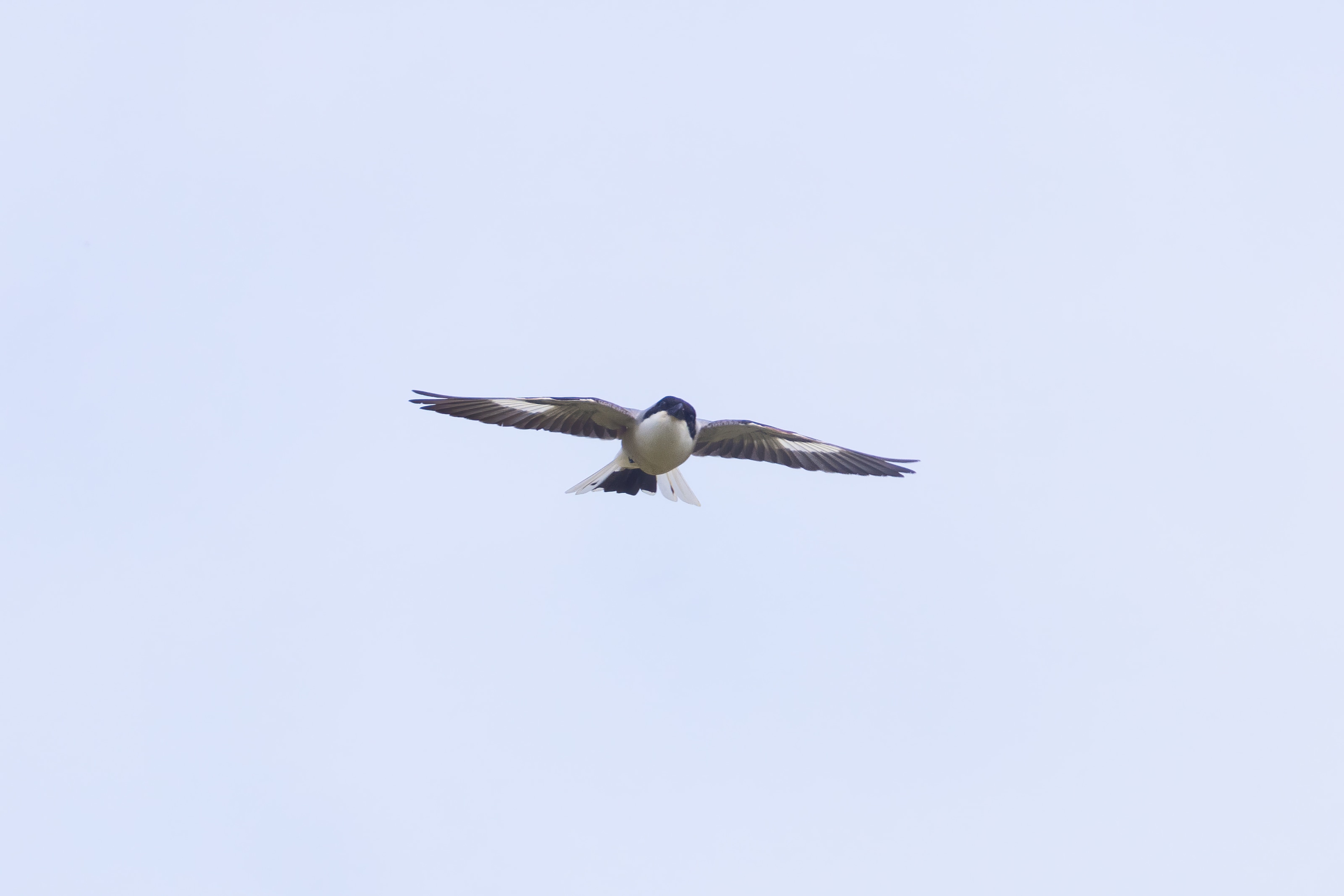 Lesser Grey Shrike