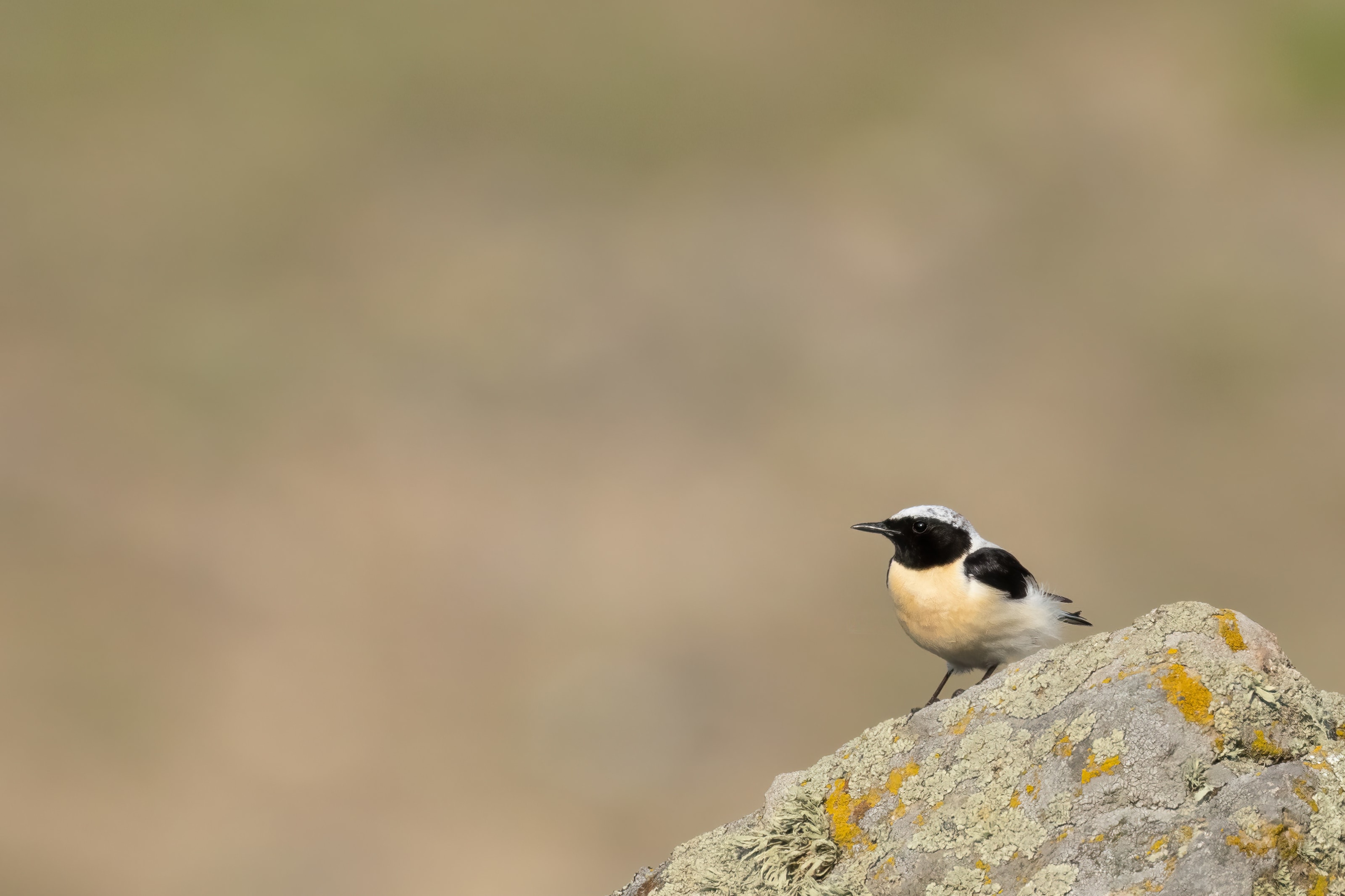 Eastern Black-eared Wheatear