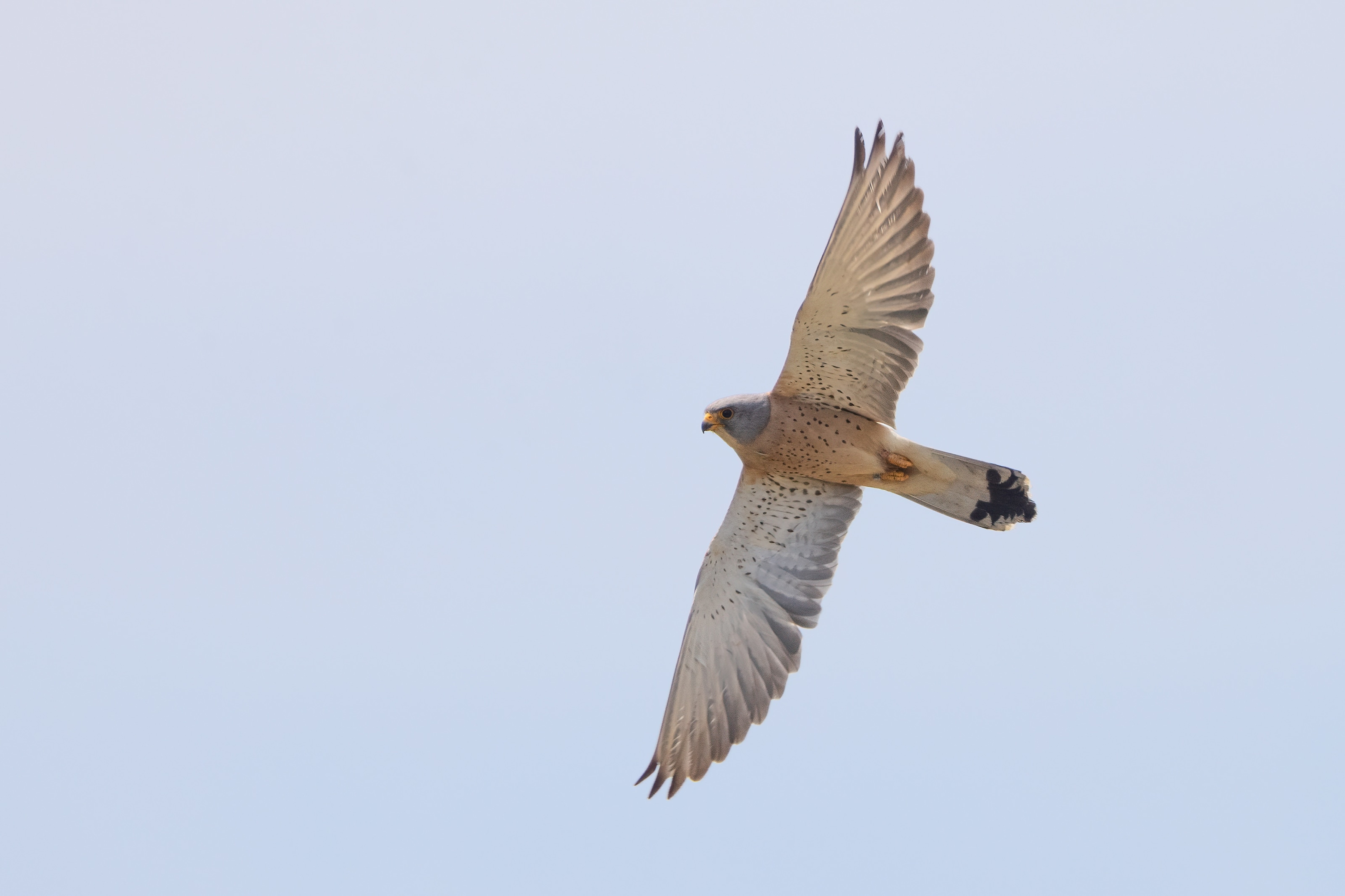 Lesser Kestrel
