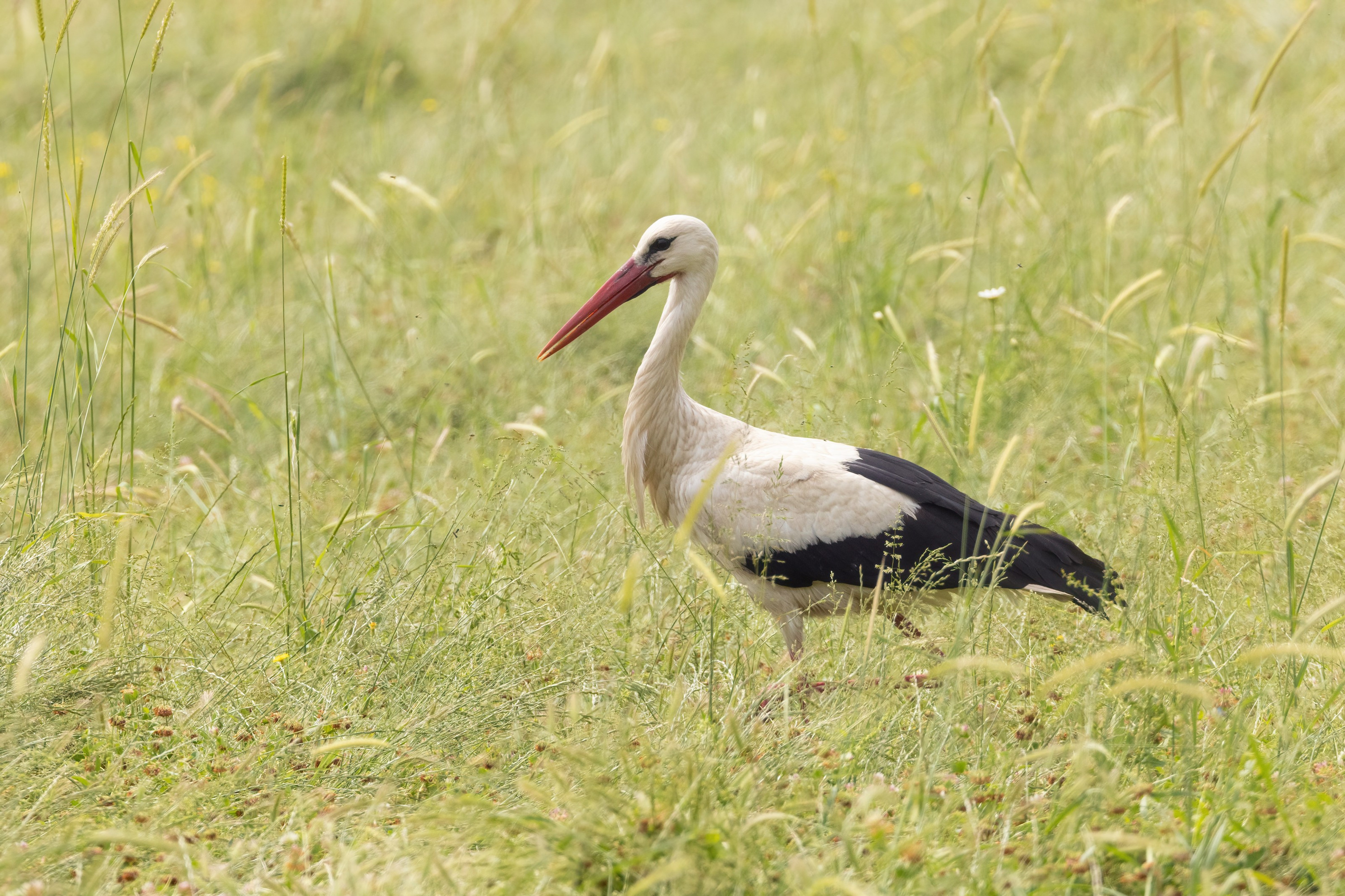 White Stork