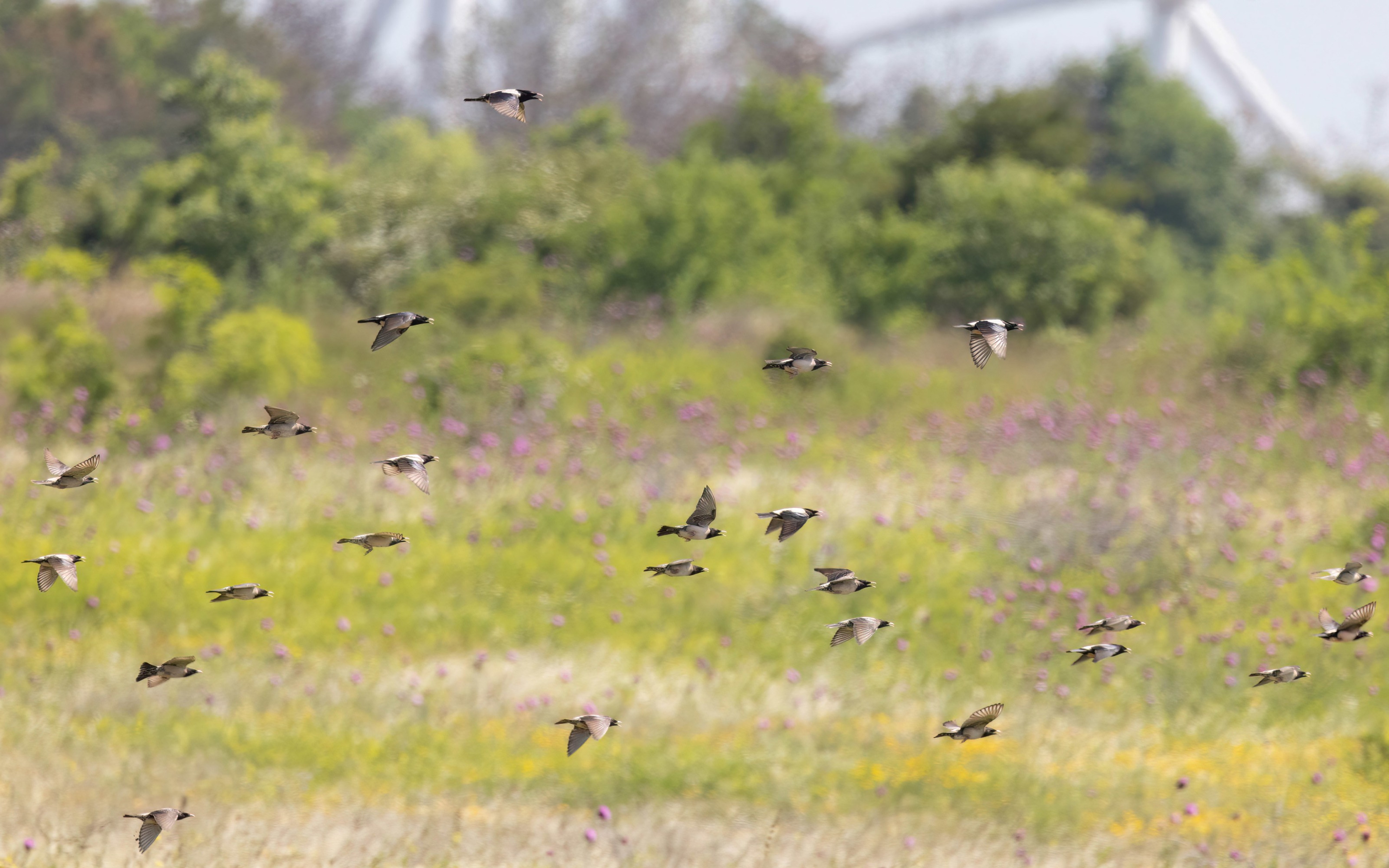 Rose-coloured Starling