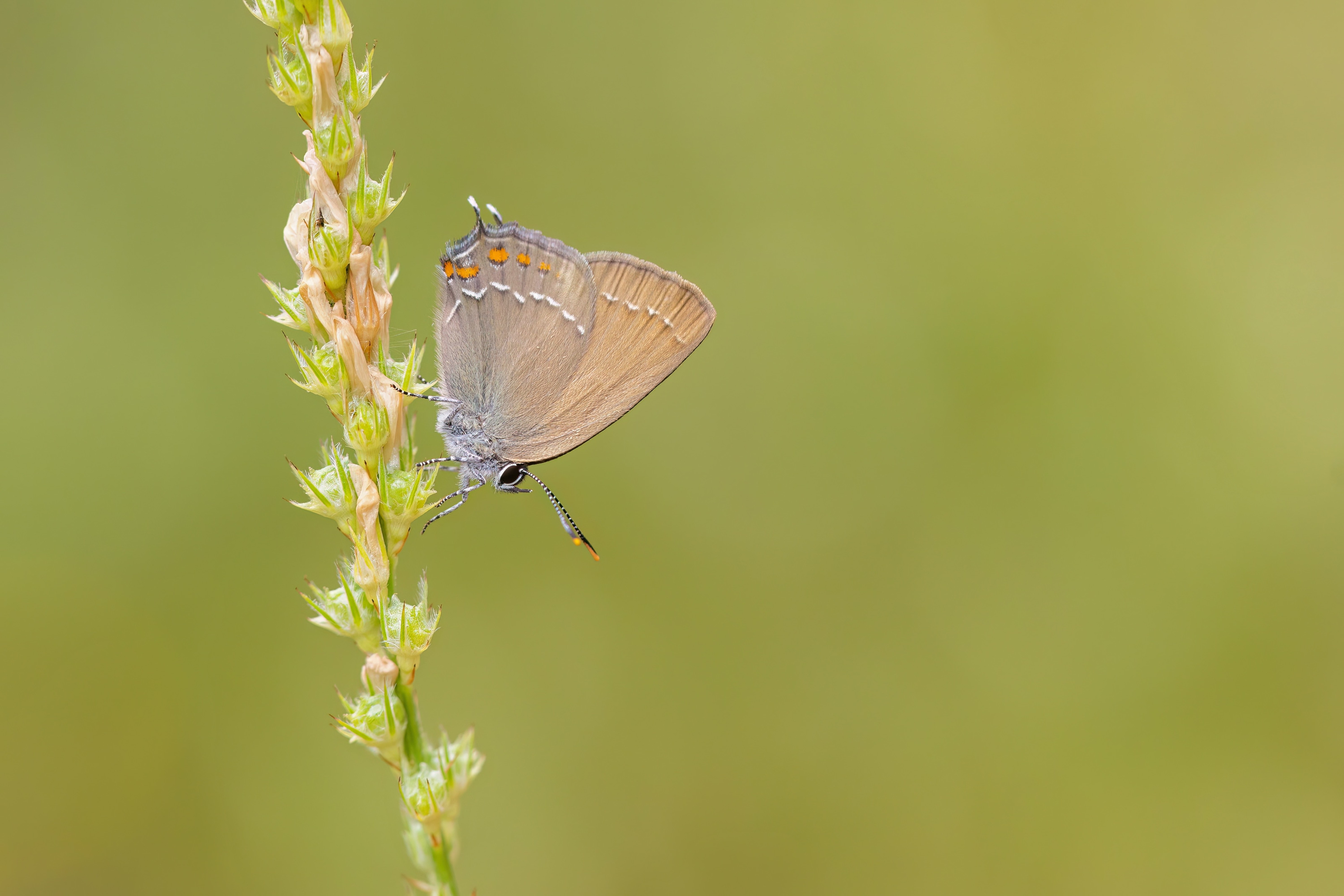 Ilex Hairstreak