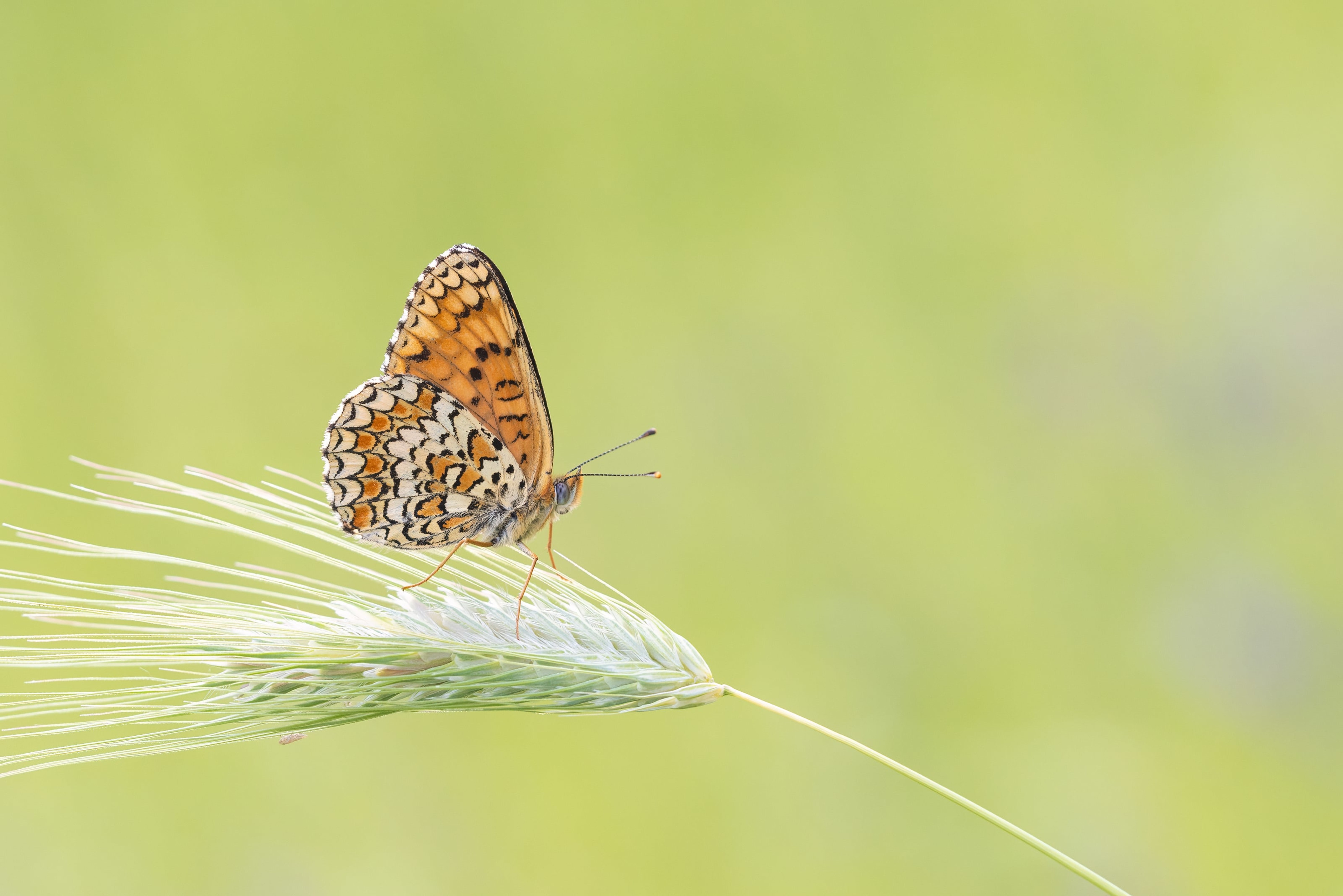 Knapweed Fritillary (Melitaea phoebe) on a grass in Bulgaria