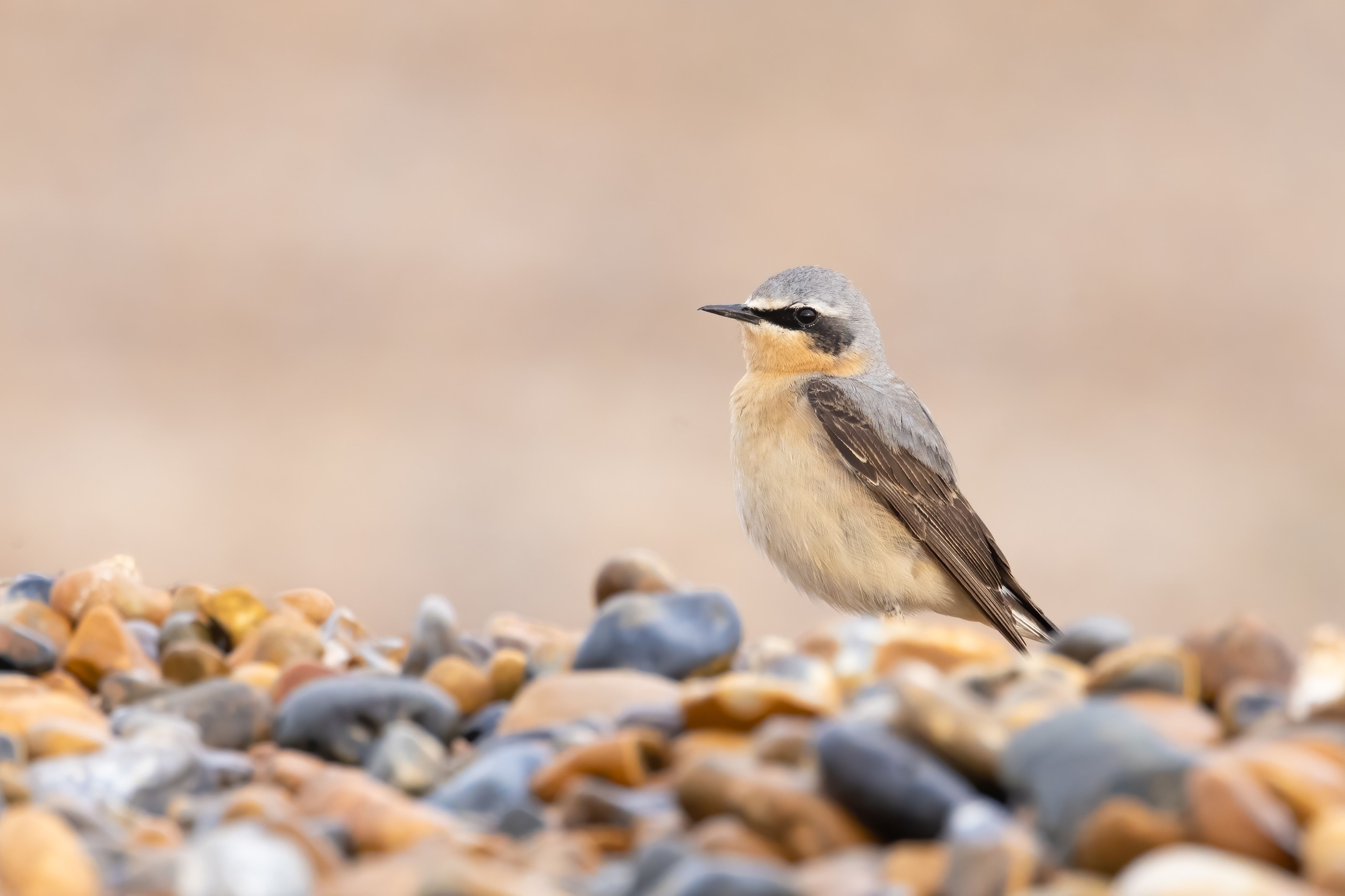 Northern Wheatear (Oenanthe oenanthe) at Reculver (Kent)