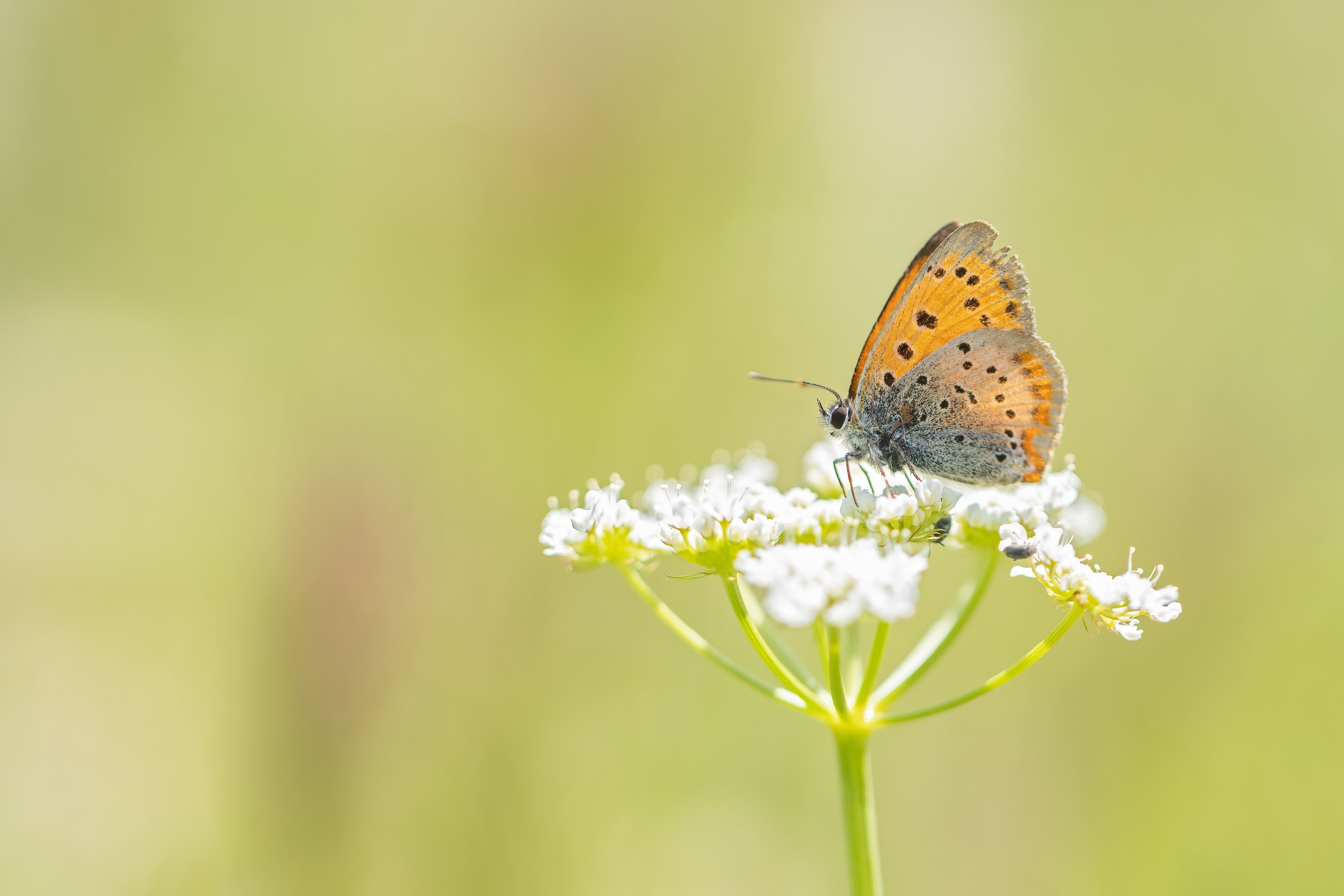Grecian Copper