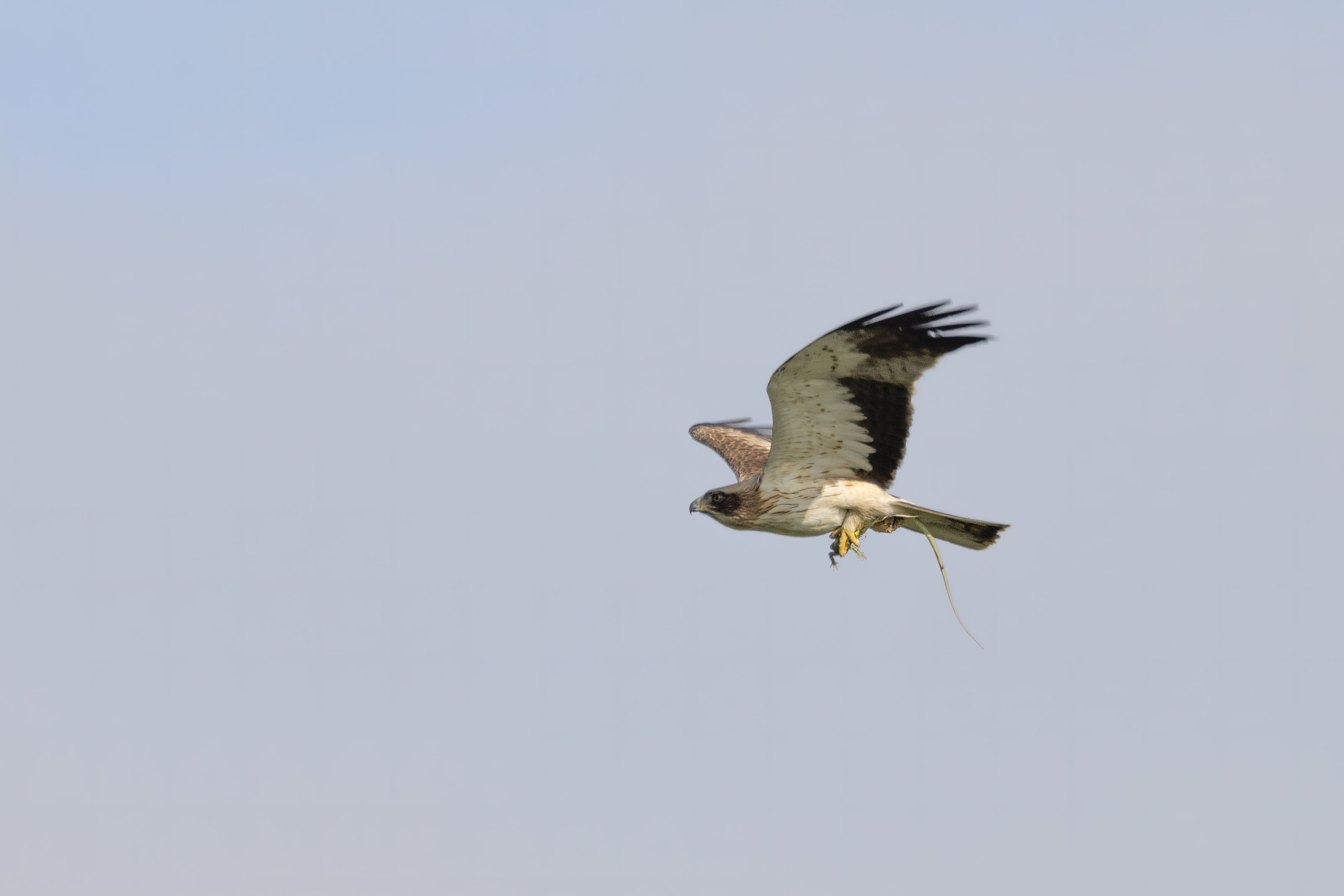 Booted Eagle