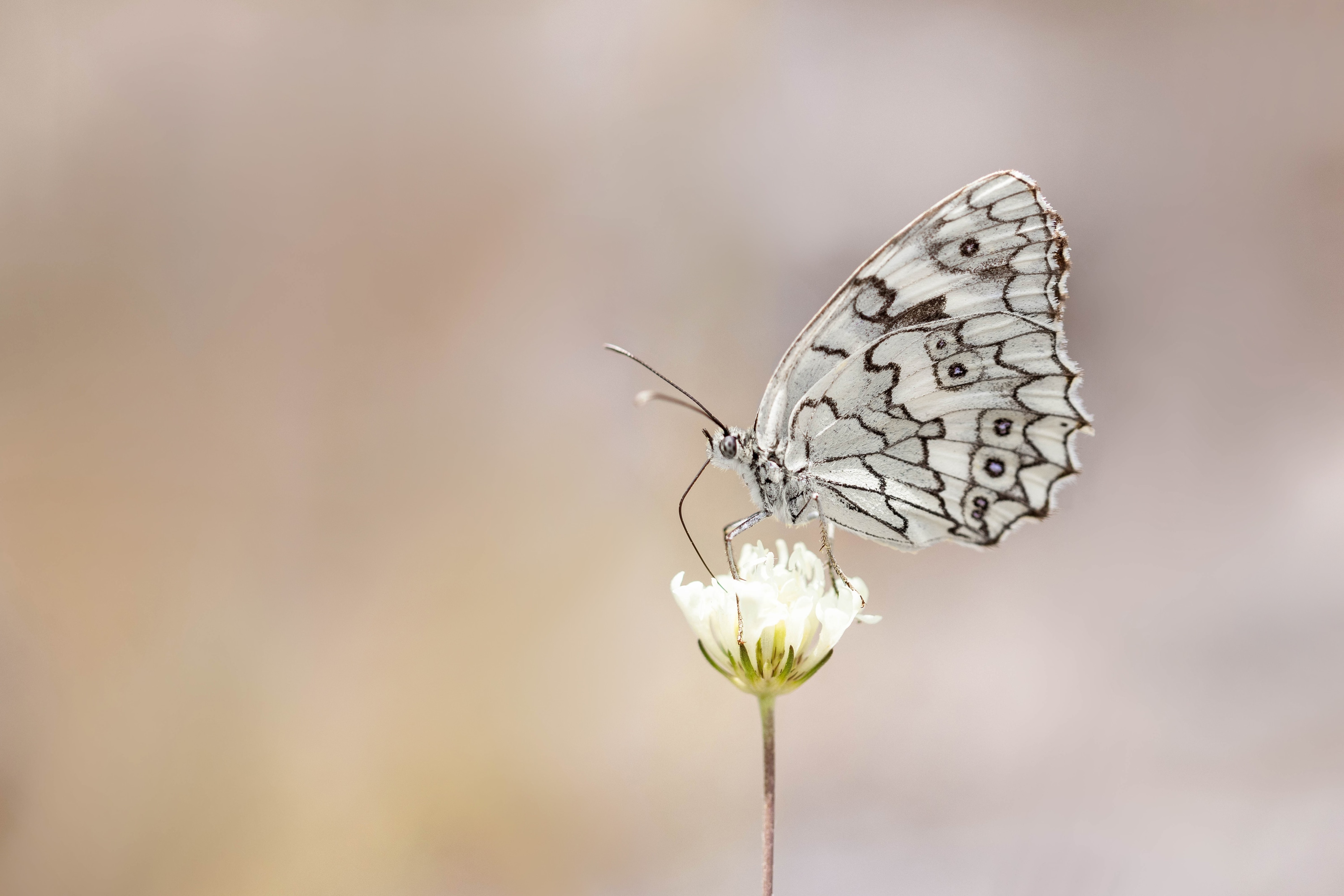 Balkan Marbled White