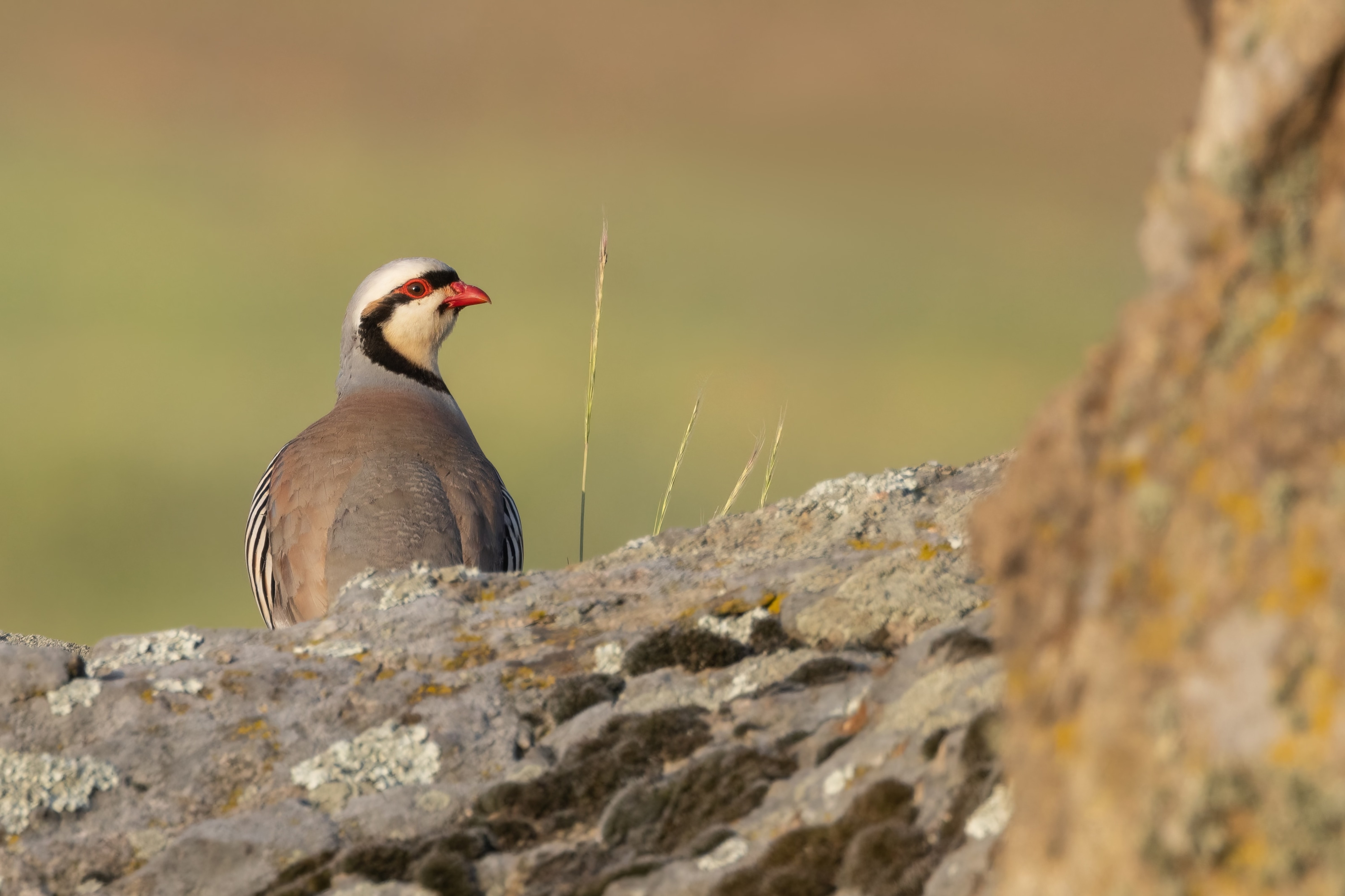Chukar