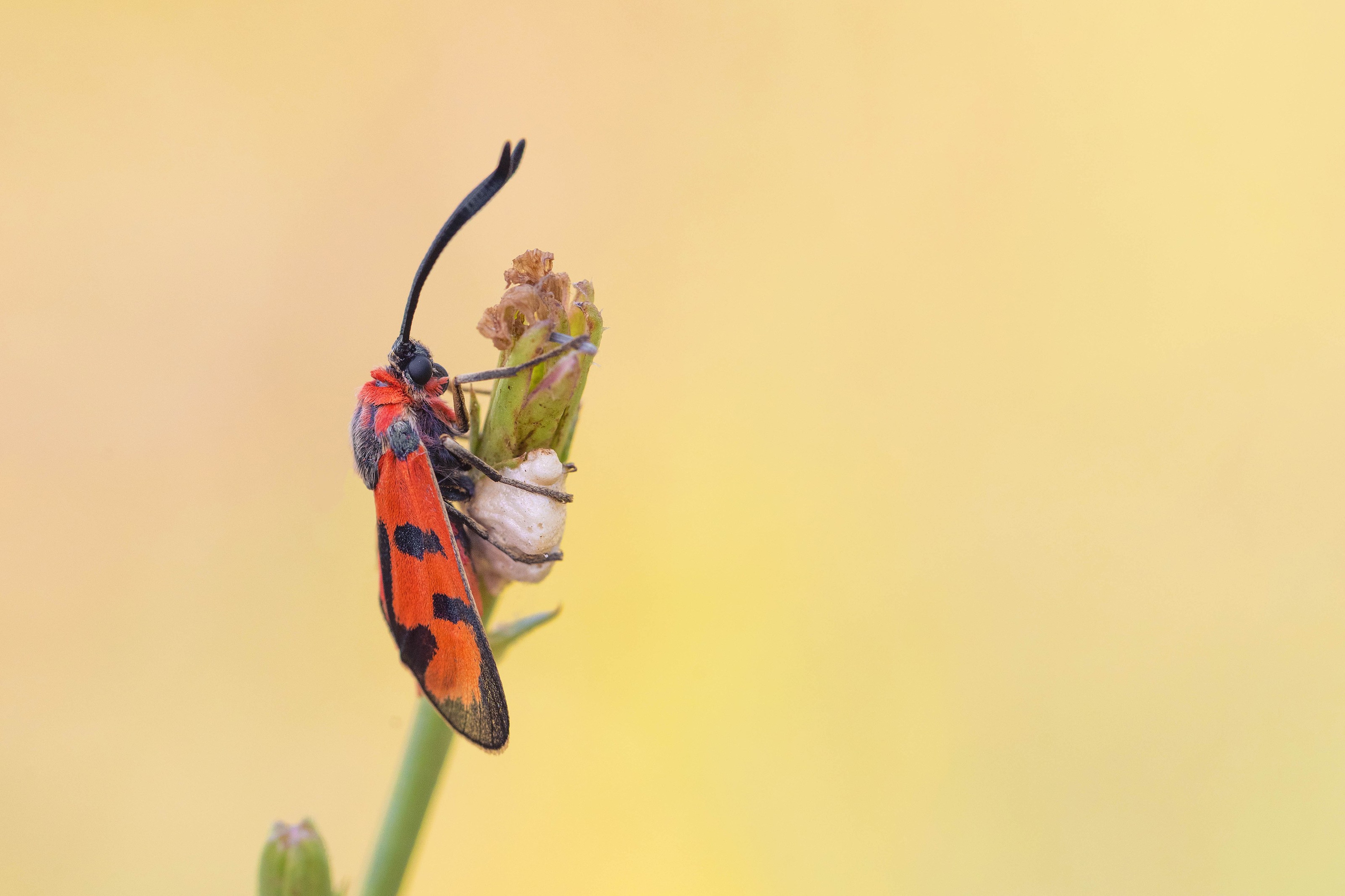 Bloodword Burnet (Zygaena laeta)