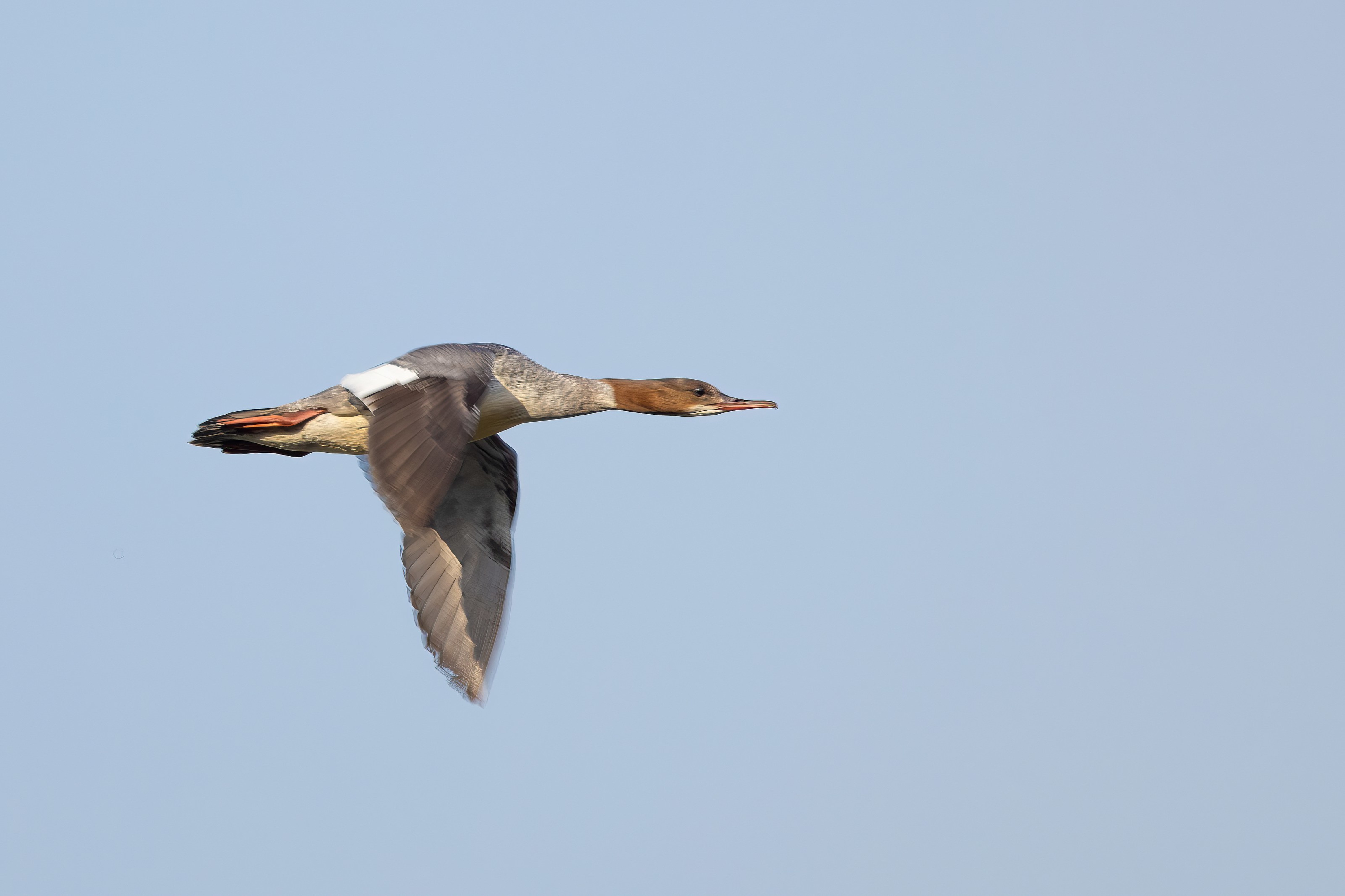 Goosander