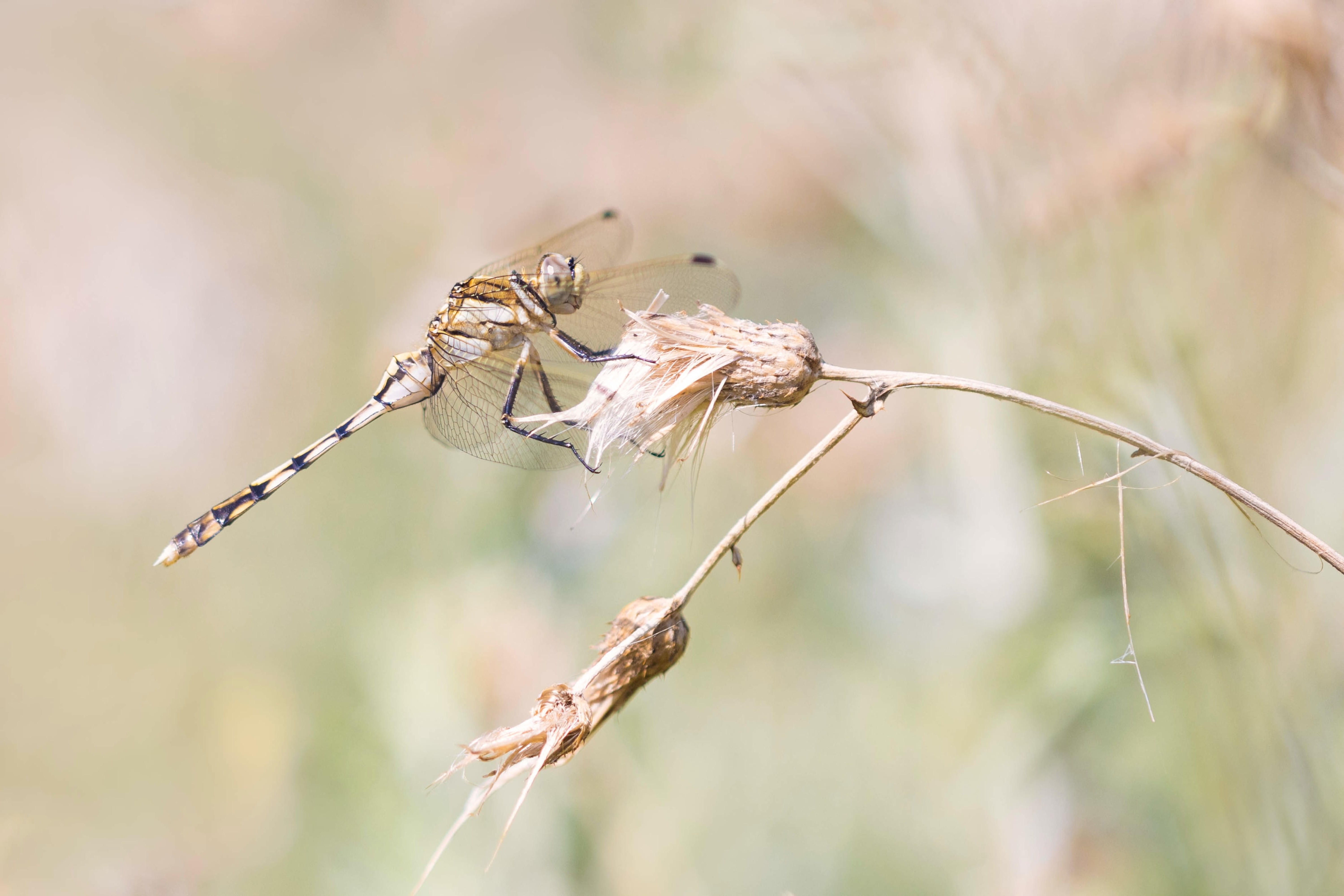 White-tailed Skimmer