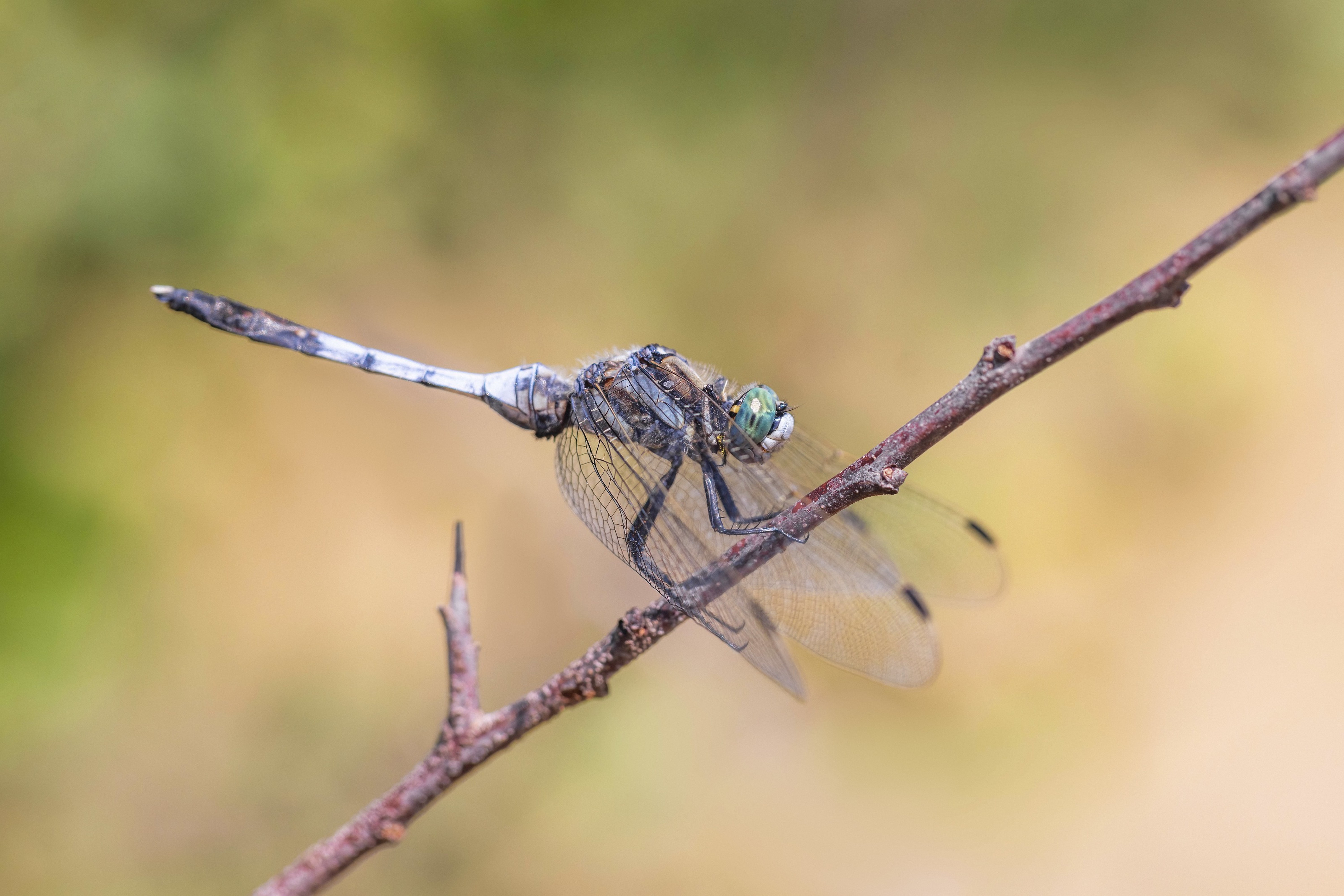 White-tailed Skimmer
