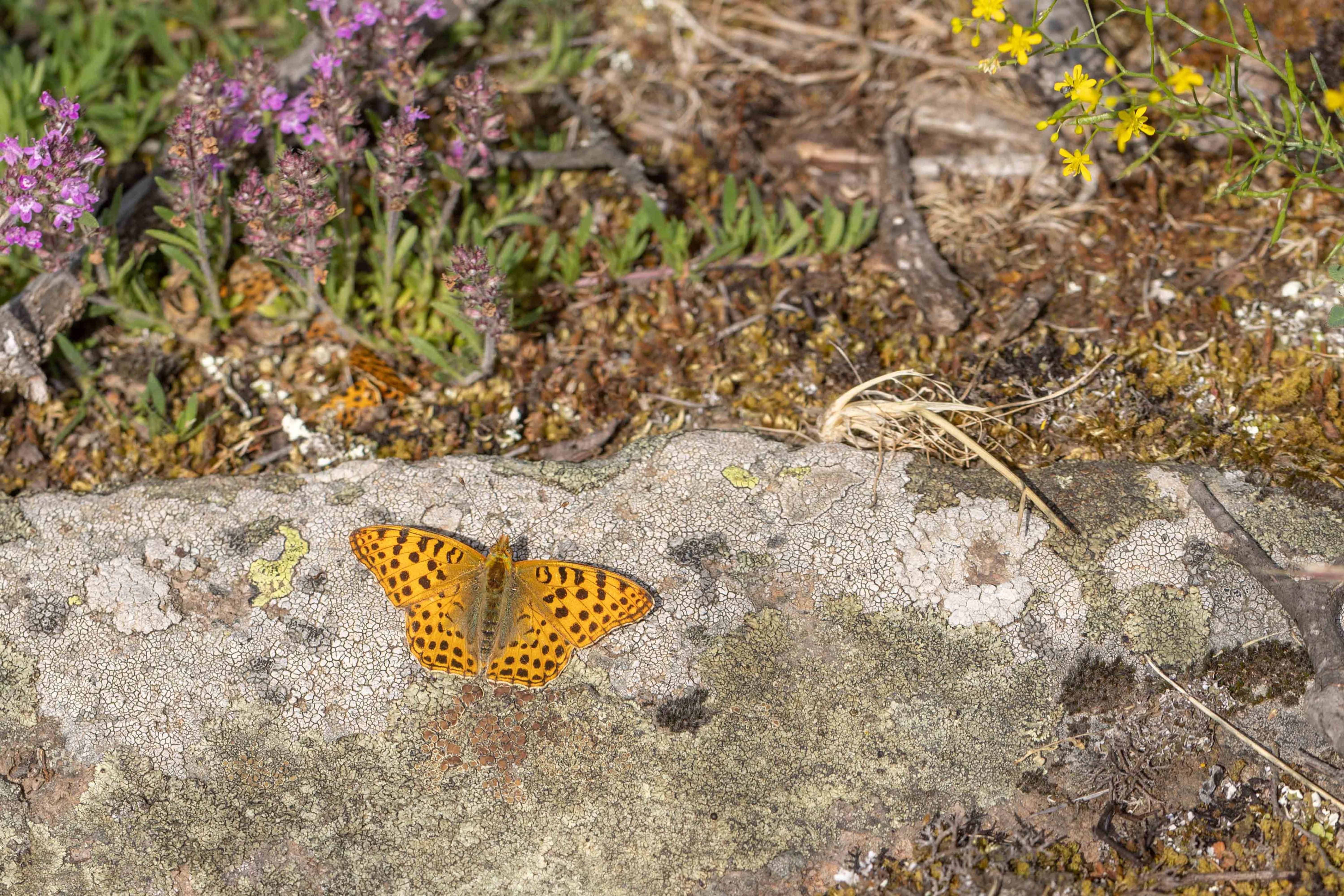 Queen of Spain Fritillary
