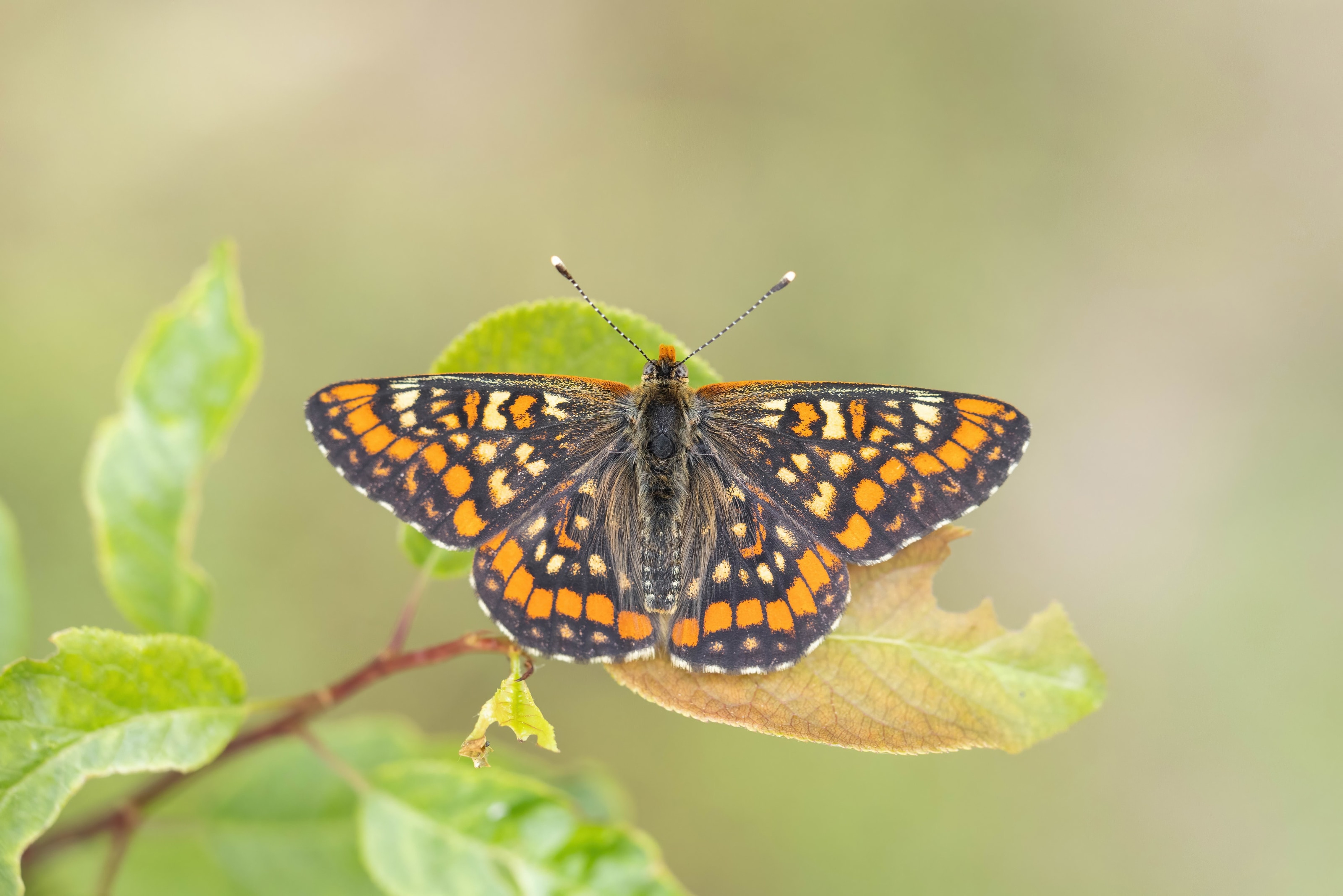 Scarce Fritillary (Euphydryas maturna) in northern Bulgaria