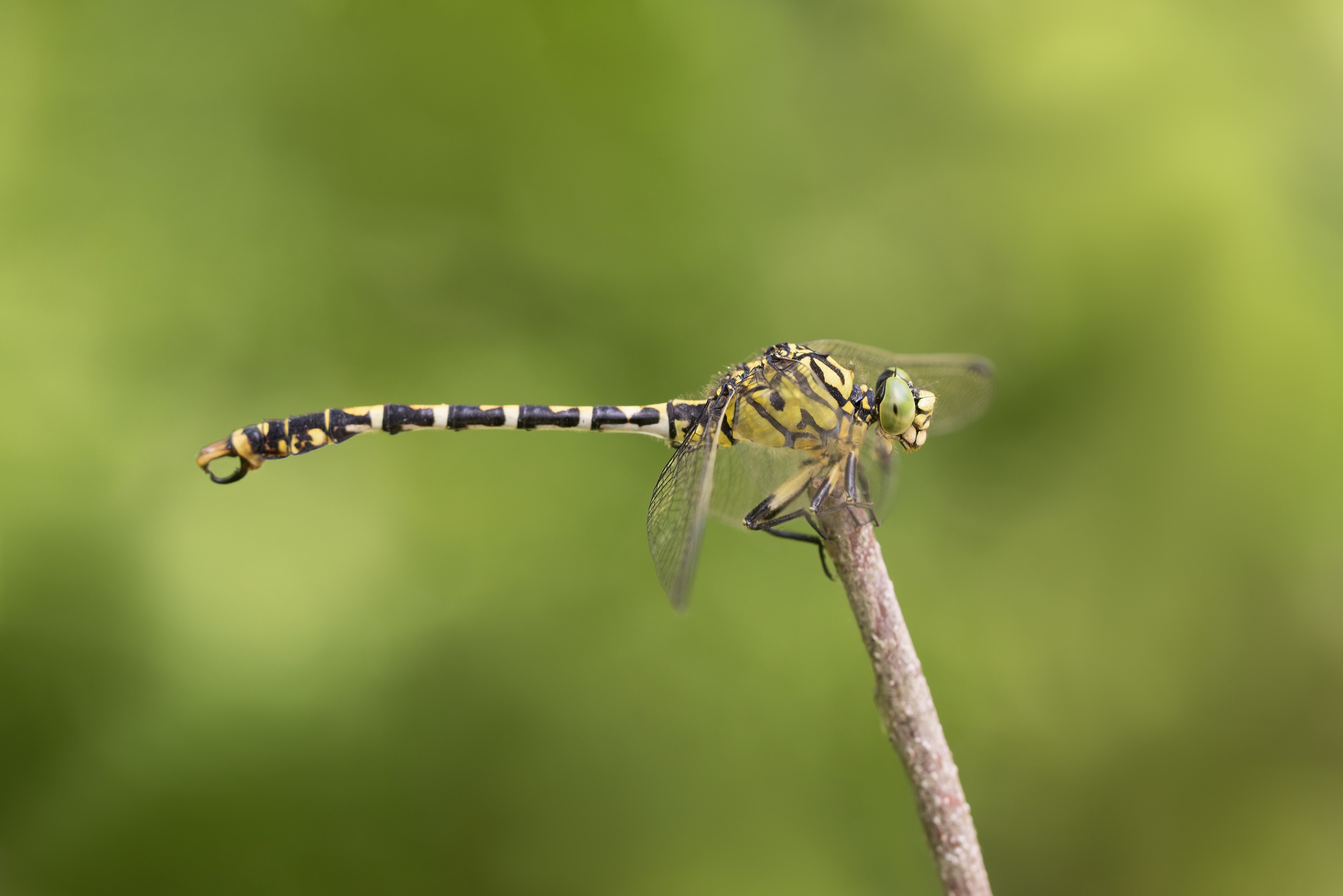 Small Pincertail