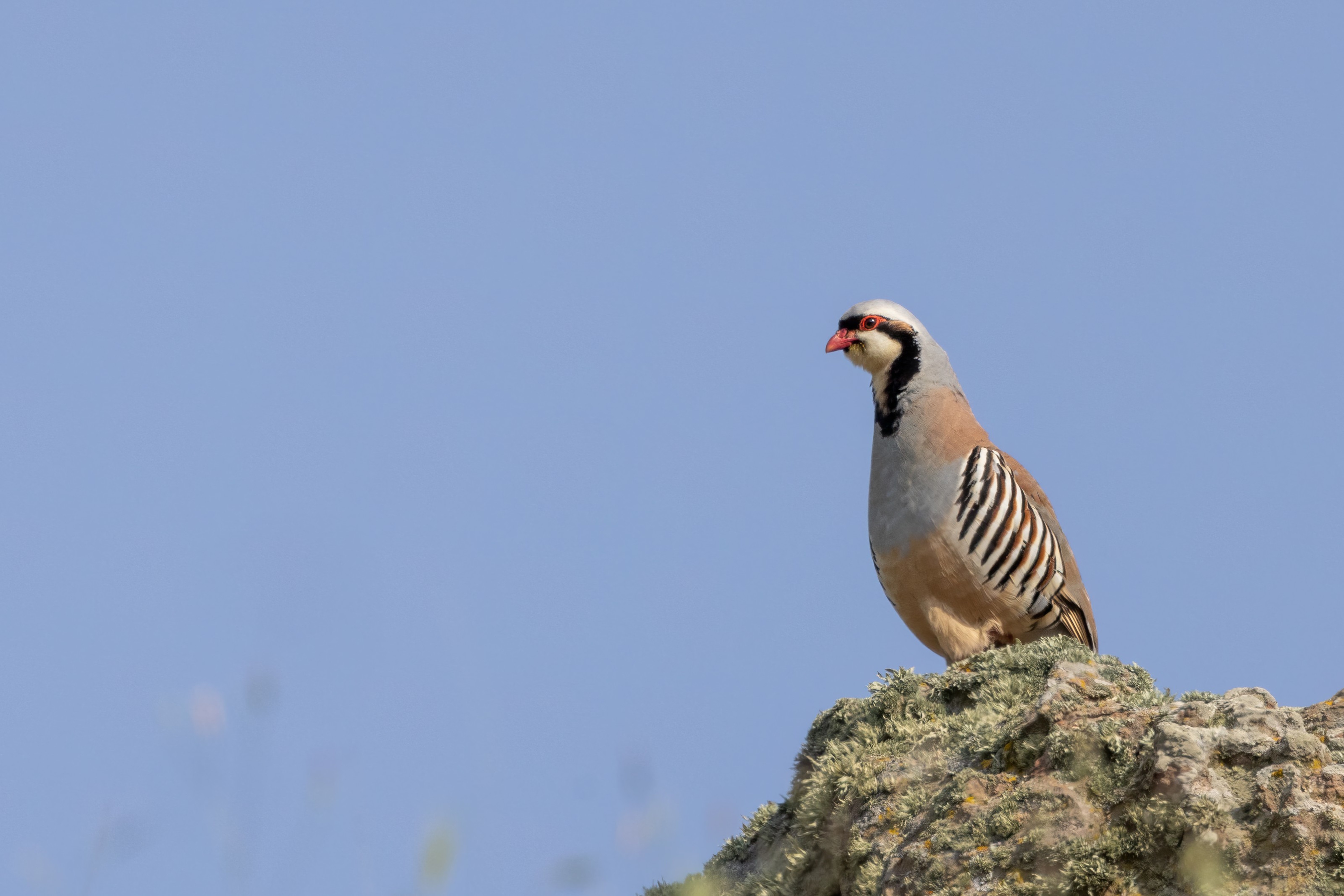 Chukar Partridge