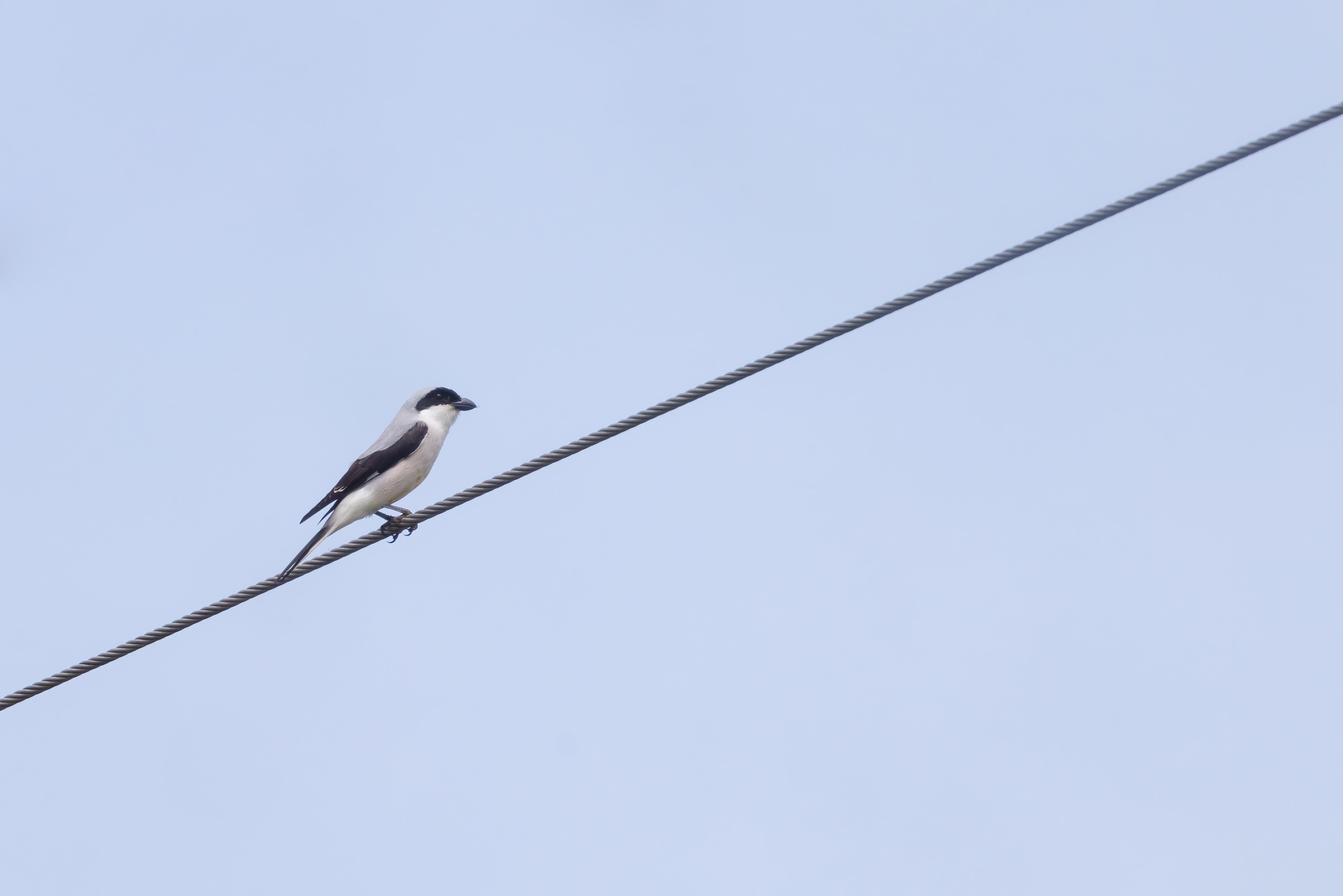 Lesser Grey Shrike