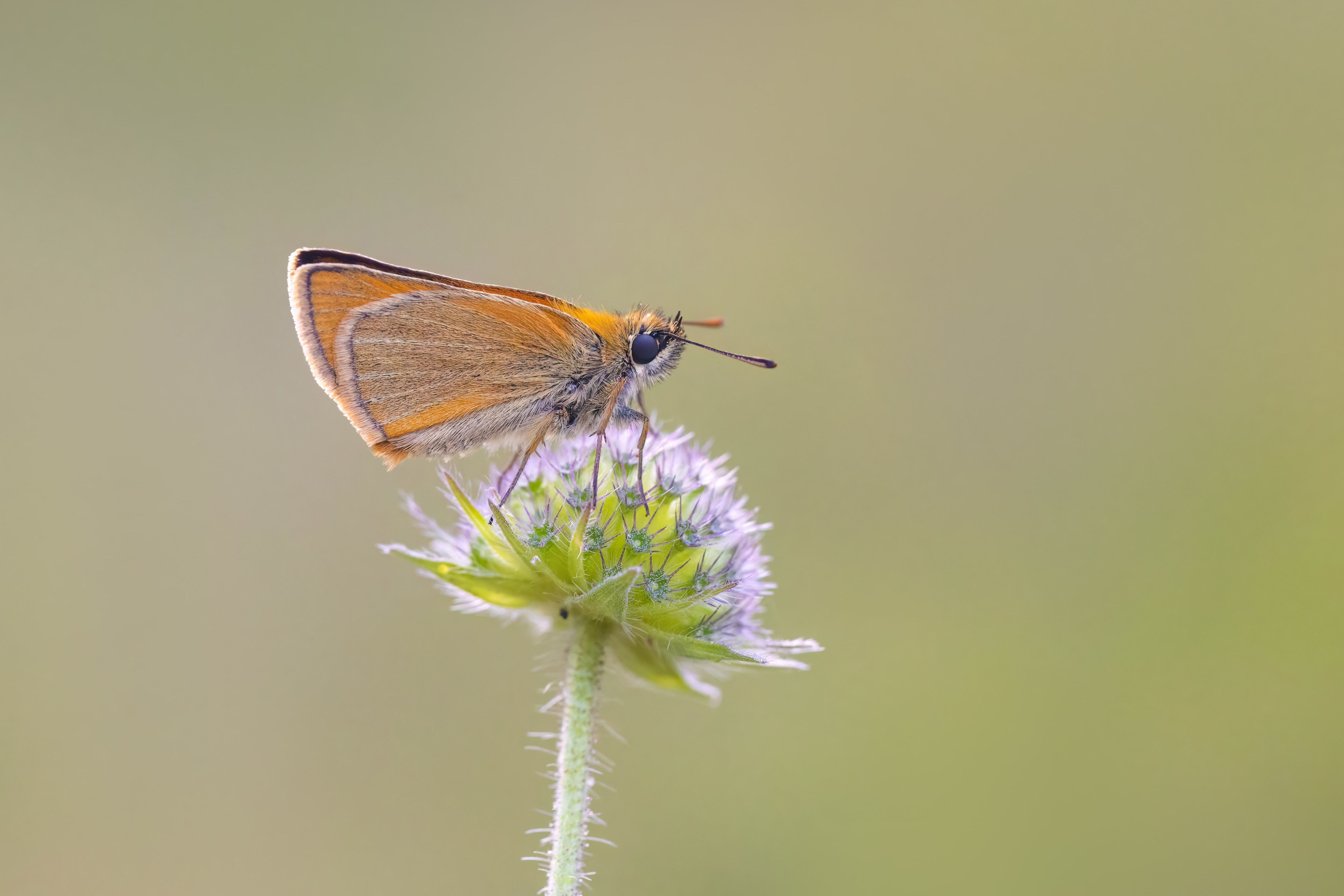 Small Skipper