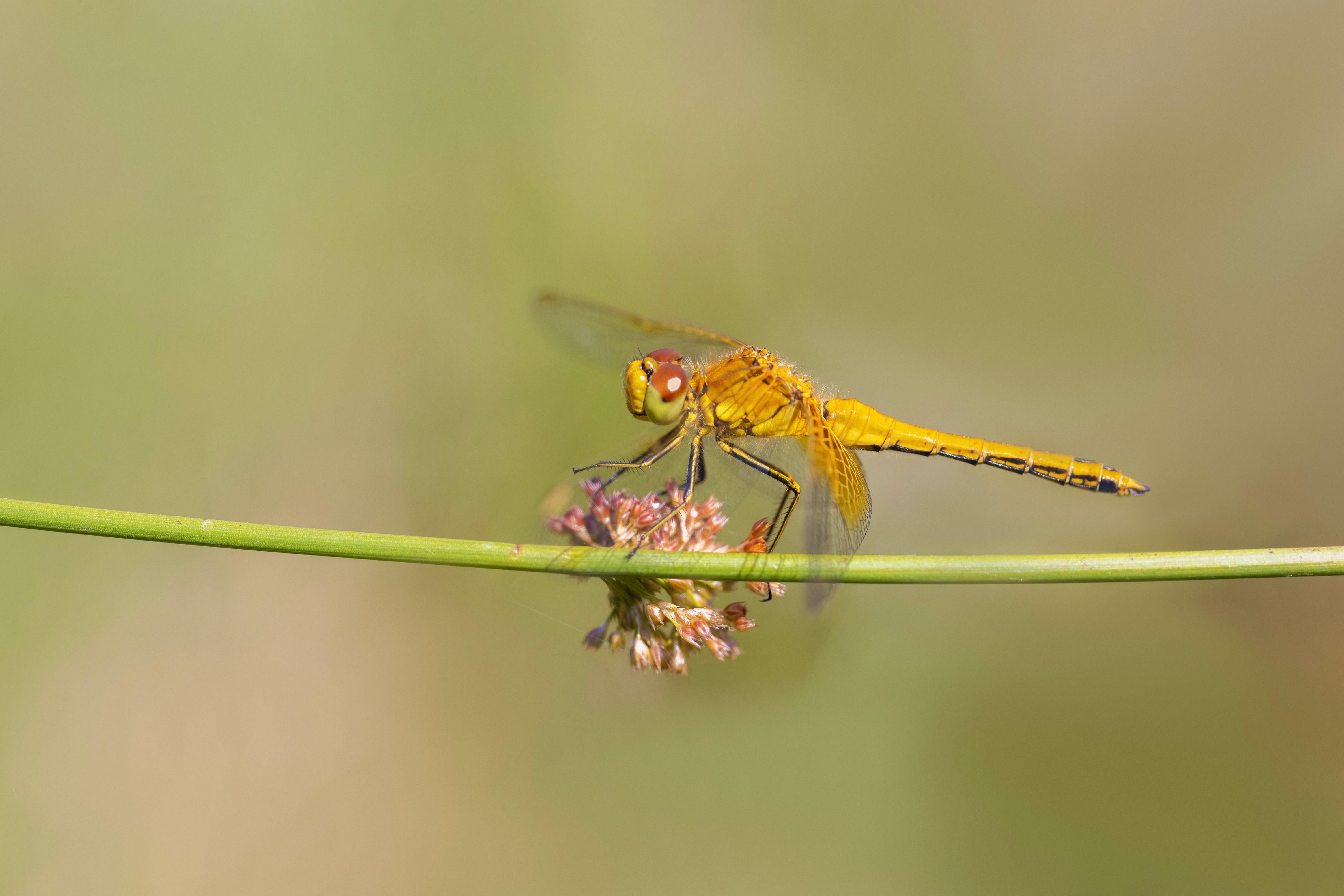 Yellow-winged Darter