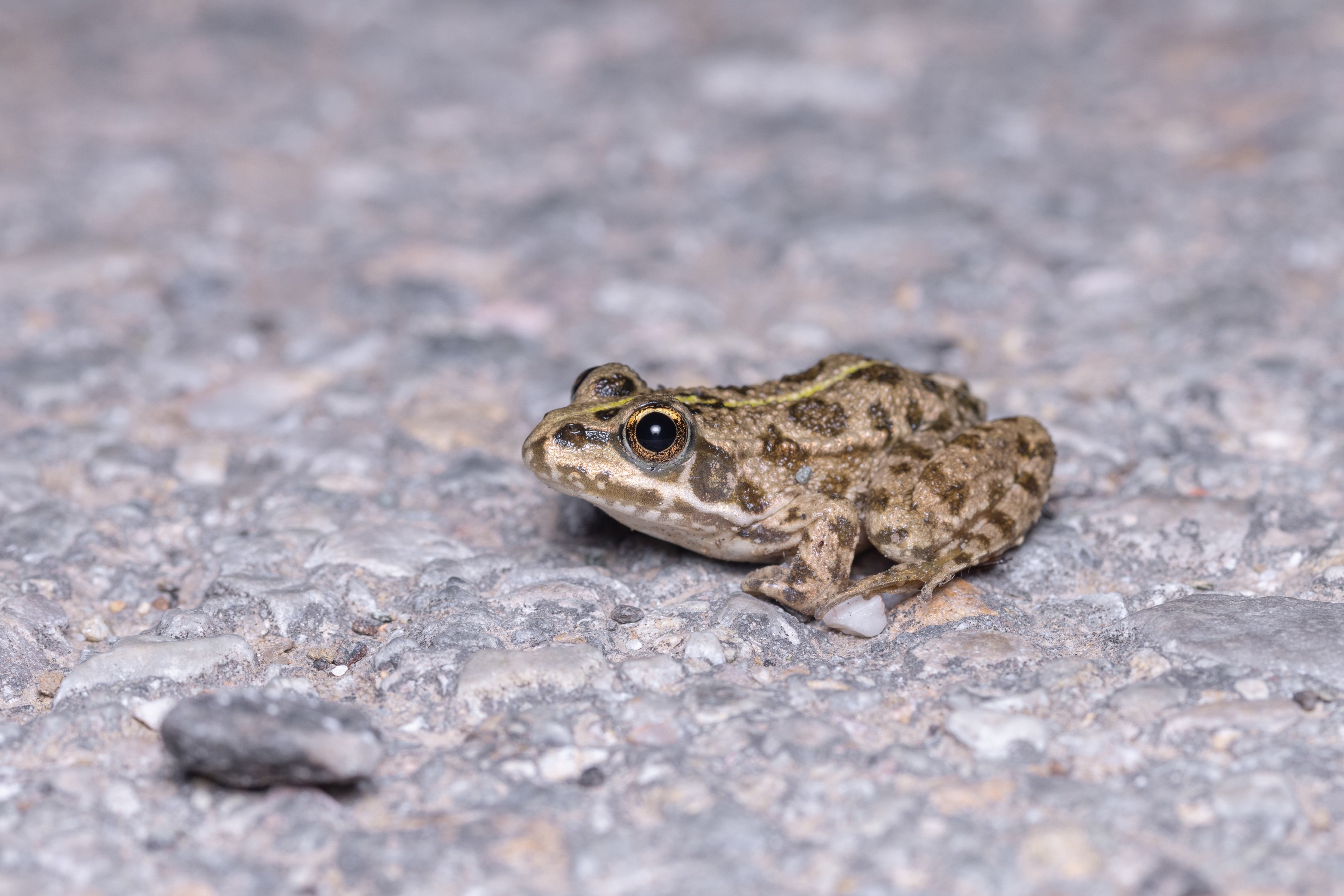 Marsh Frog (Pelophylax ridibundus) on a road in the Eastern Rodopi mountains of Bulgaria