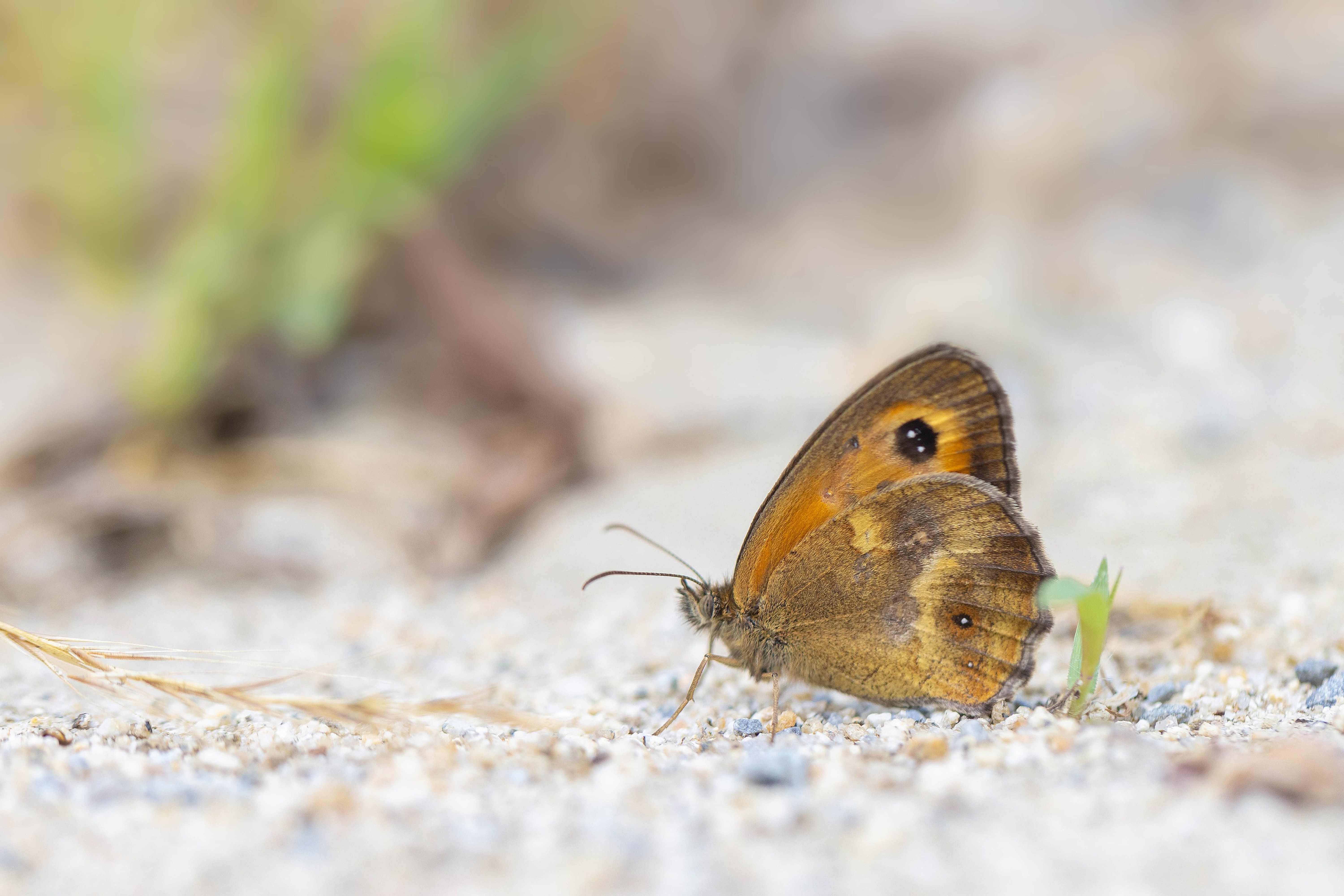 Gatekeeper