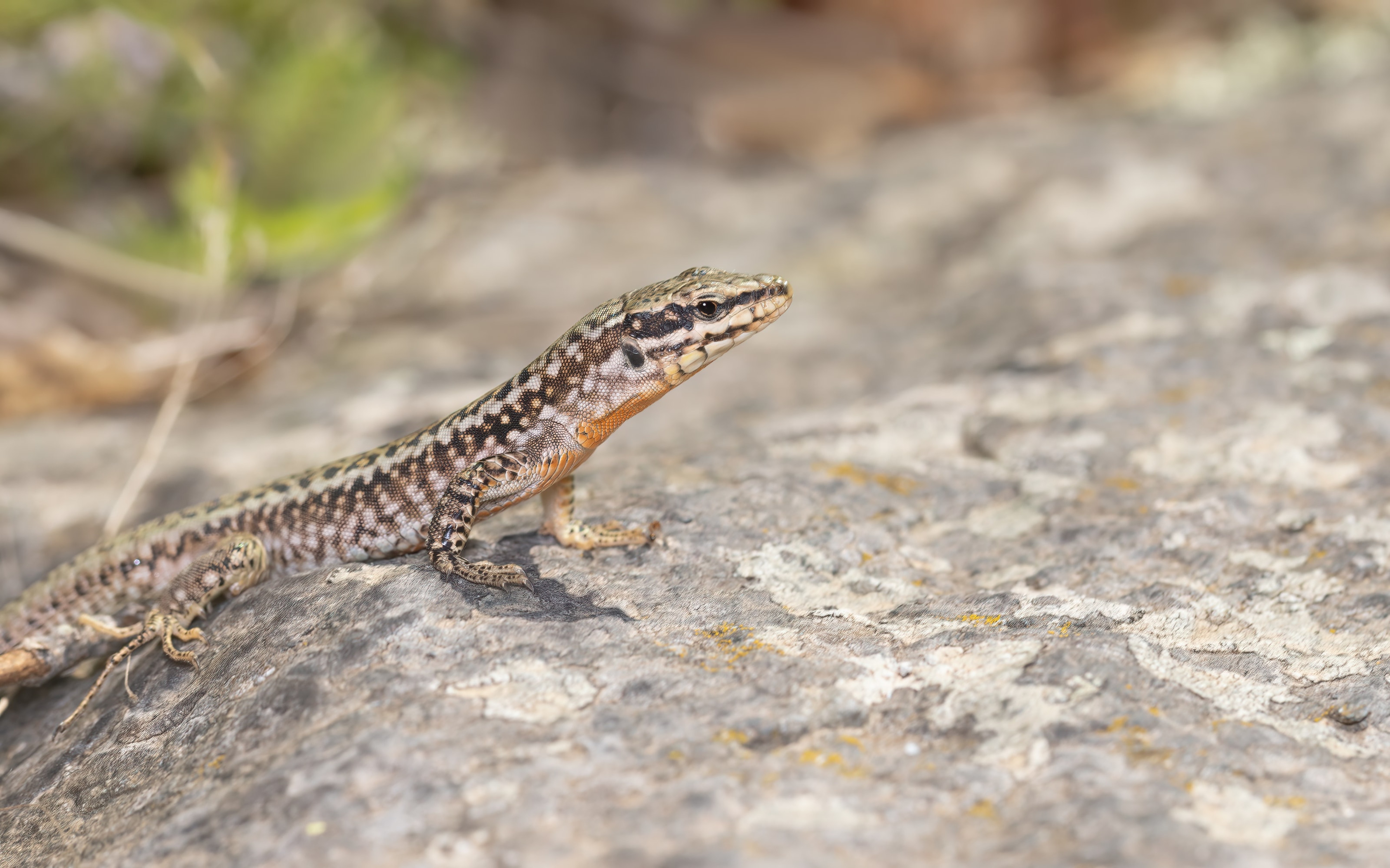 Male Erhard's Wall Lizard (Podarcis erhardii) on a rock in Bulgaria