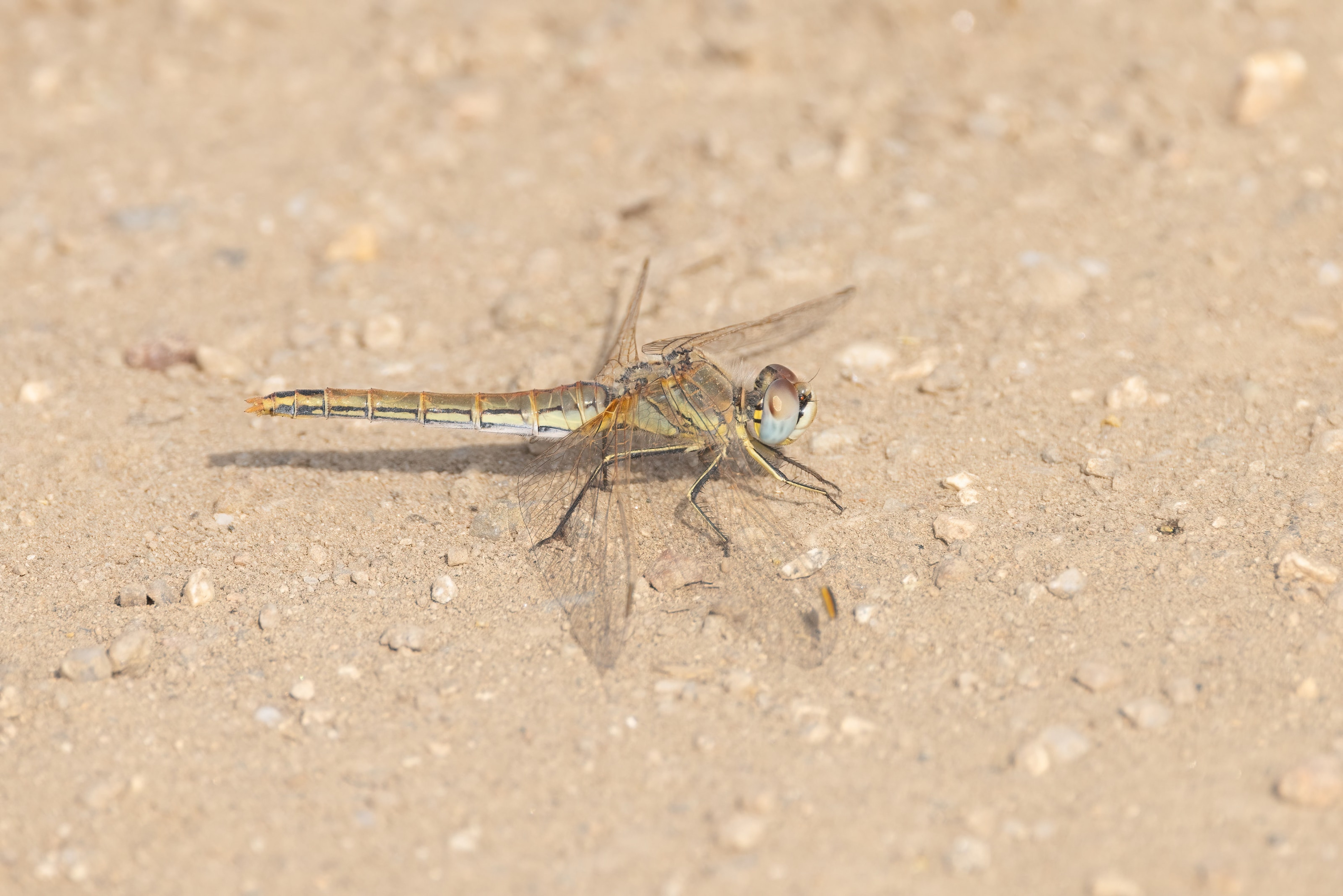Red-veined Darter