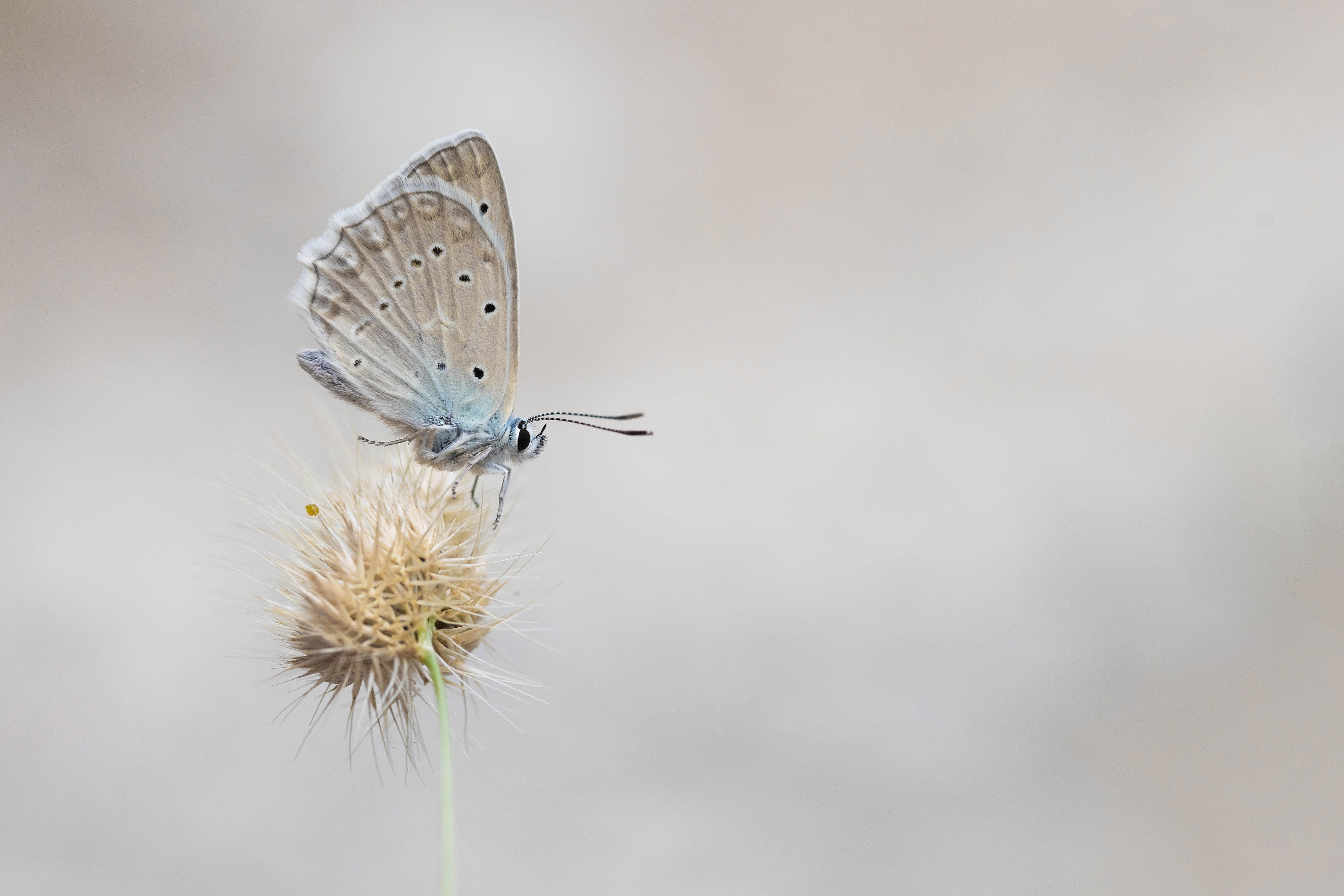 Meleager's Blue