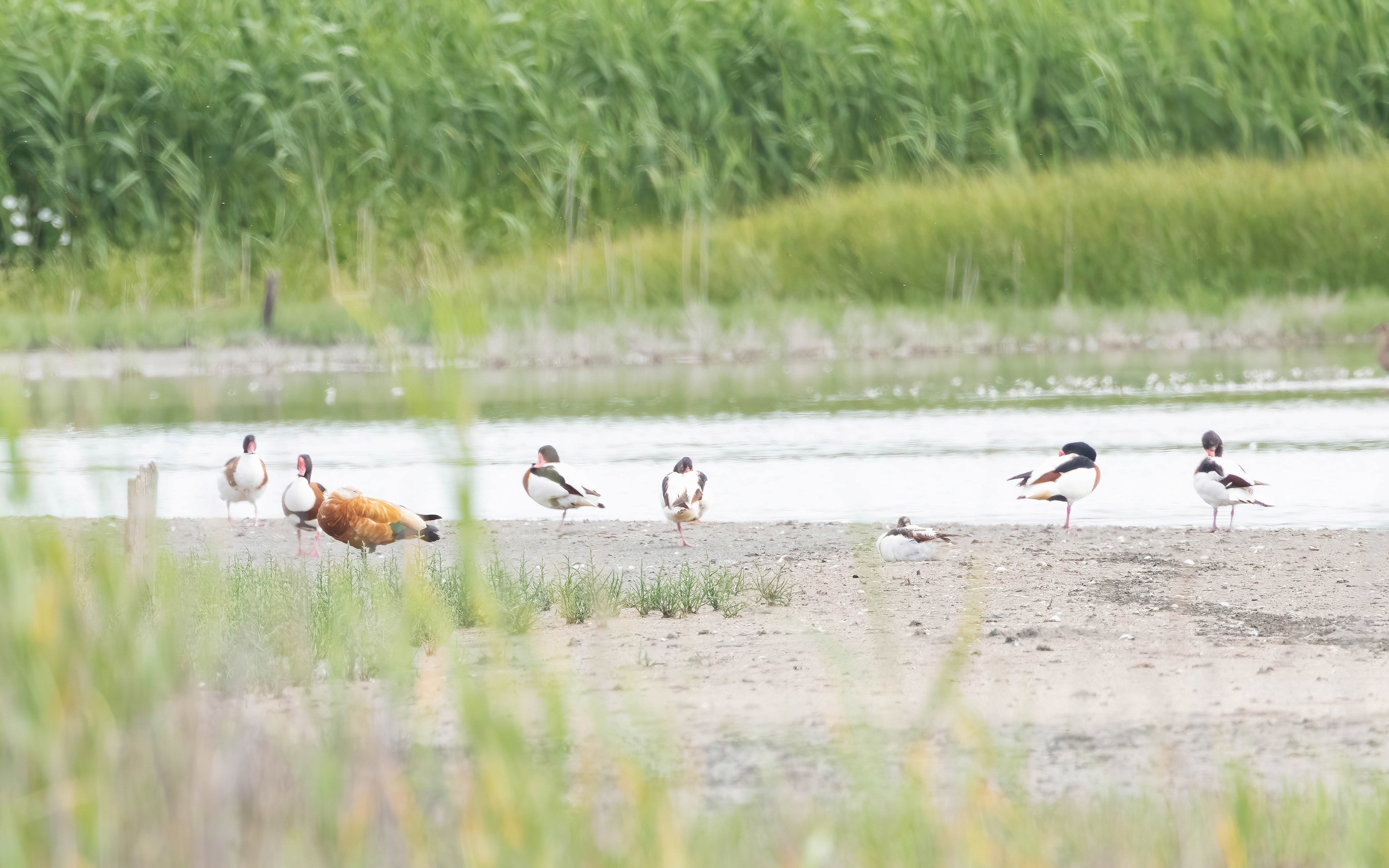 Ruddy Shelduck