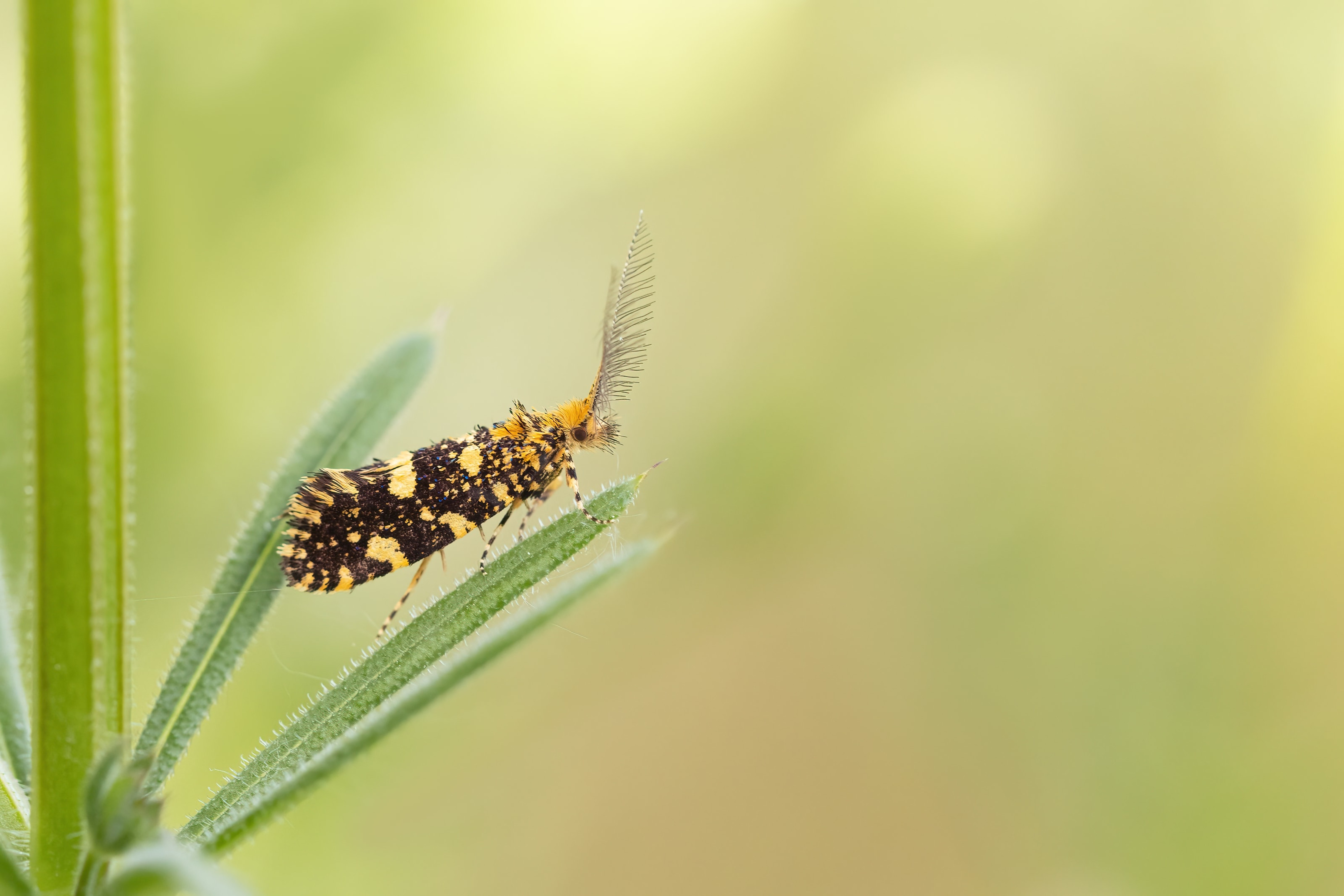 Euplocamus ophisa (Tineidae) in Bulgaria