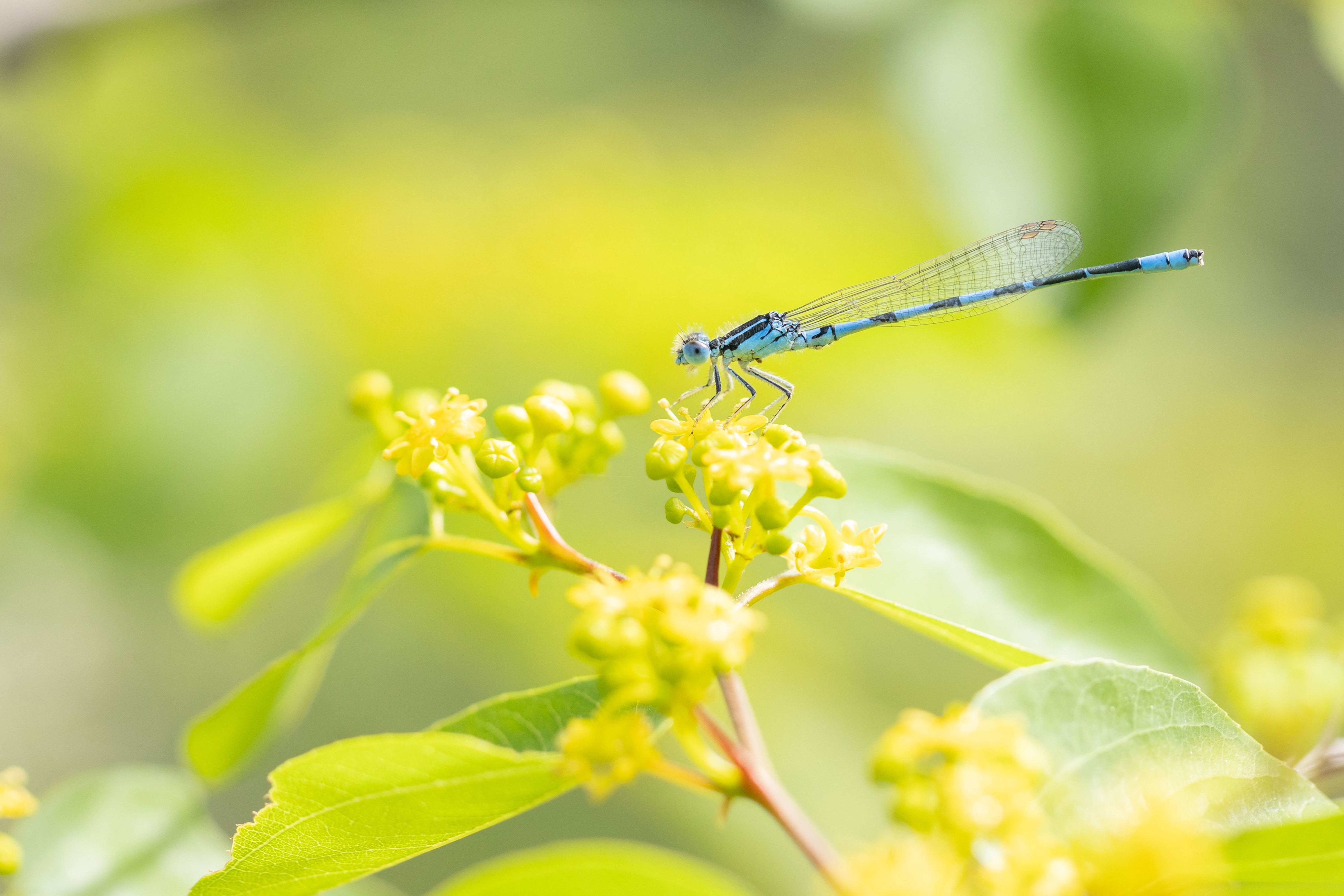Dainty Bluet
