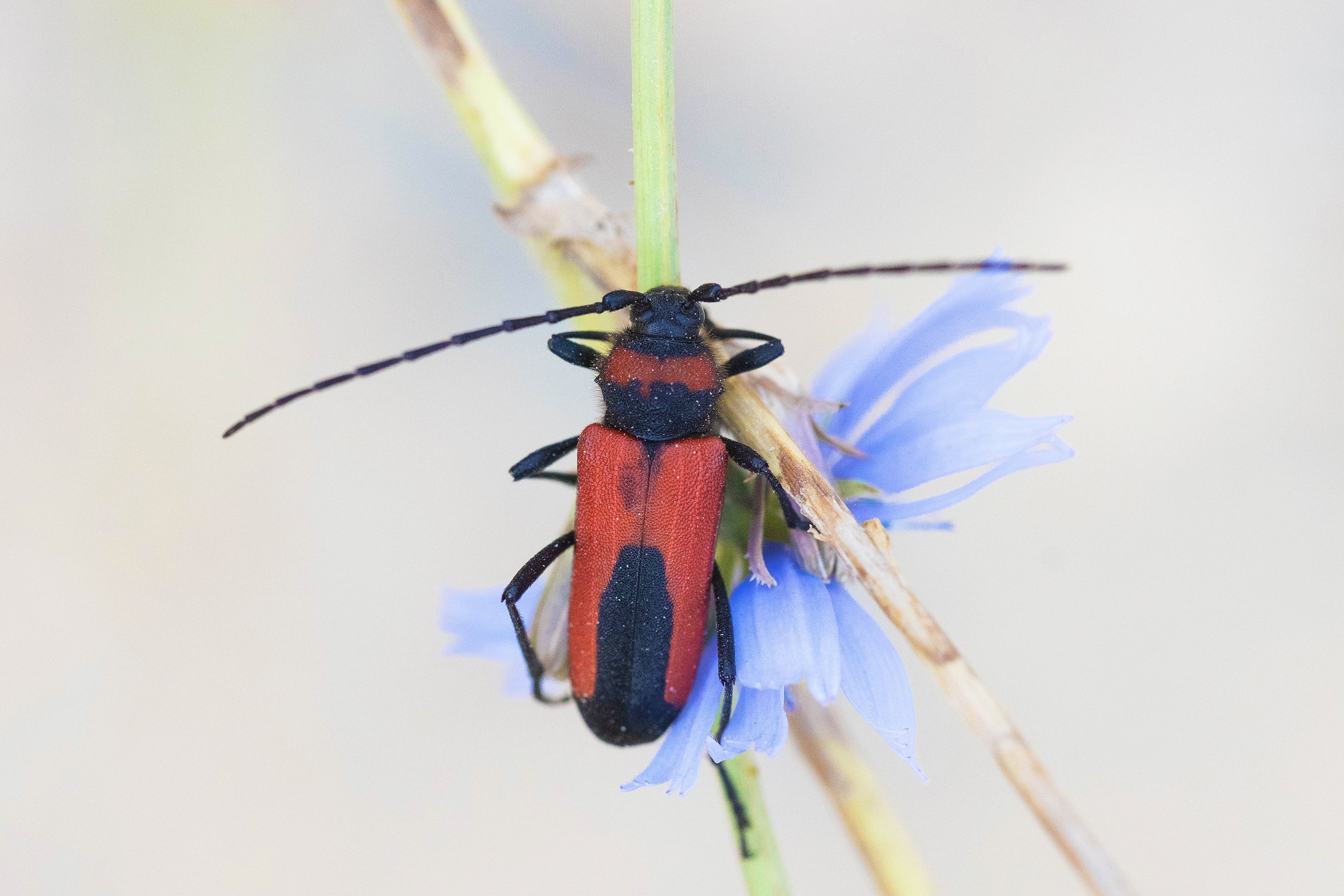 Purpuricenus budensis (a longhorn beetle)