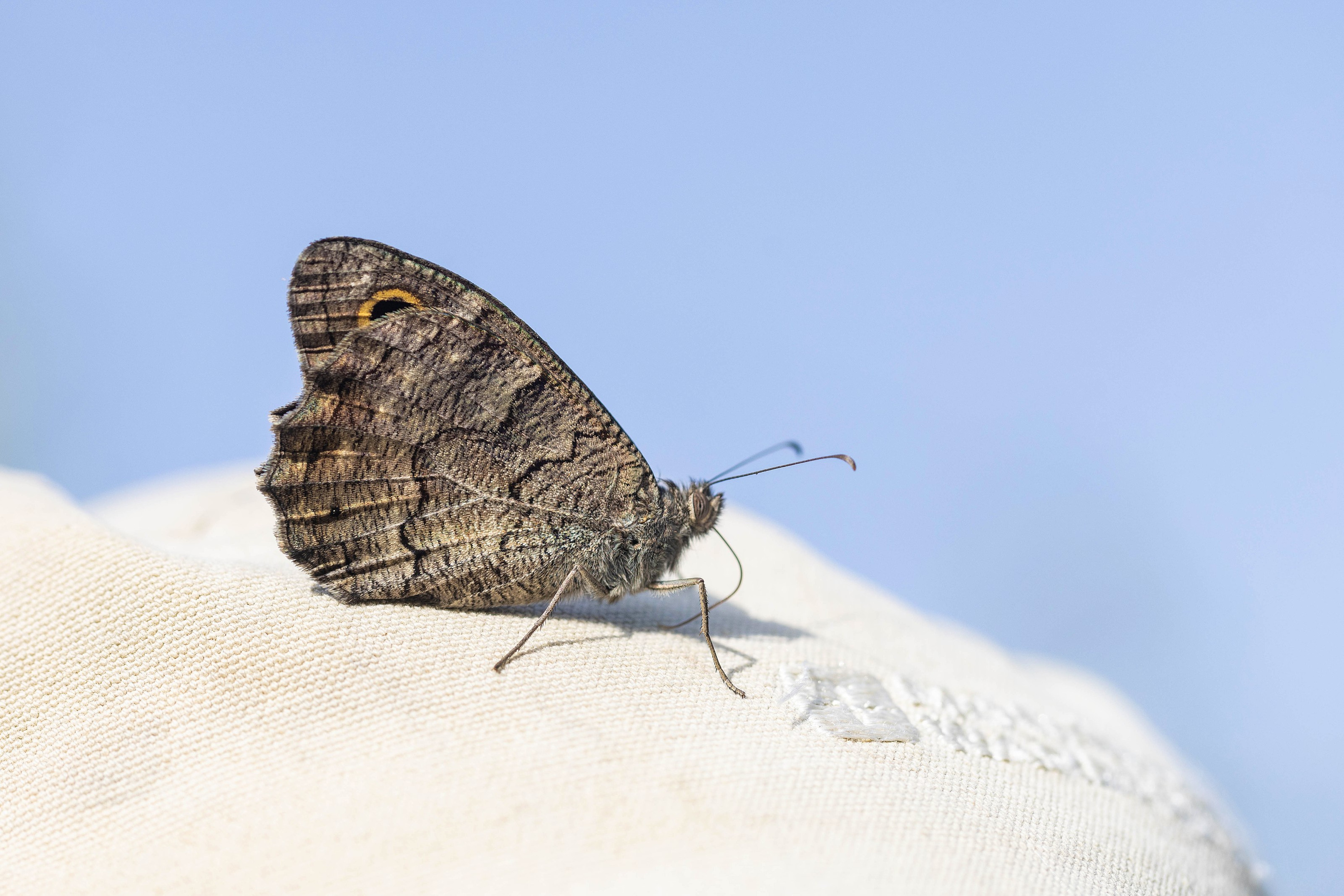 Freyer's Grayling