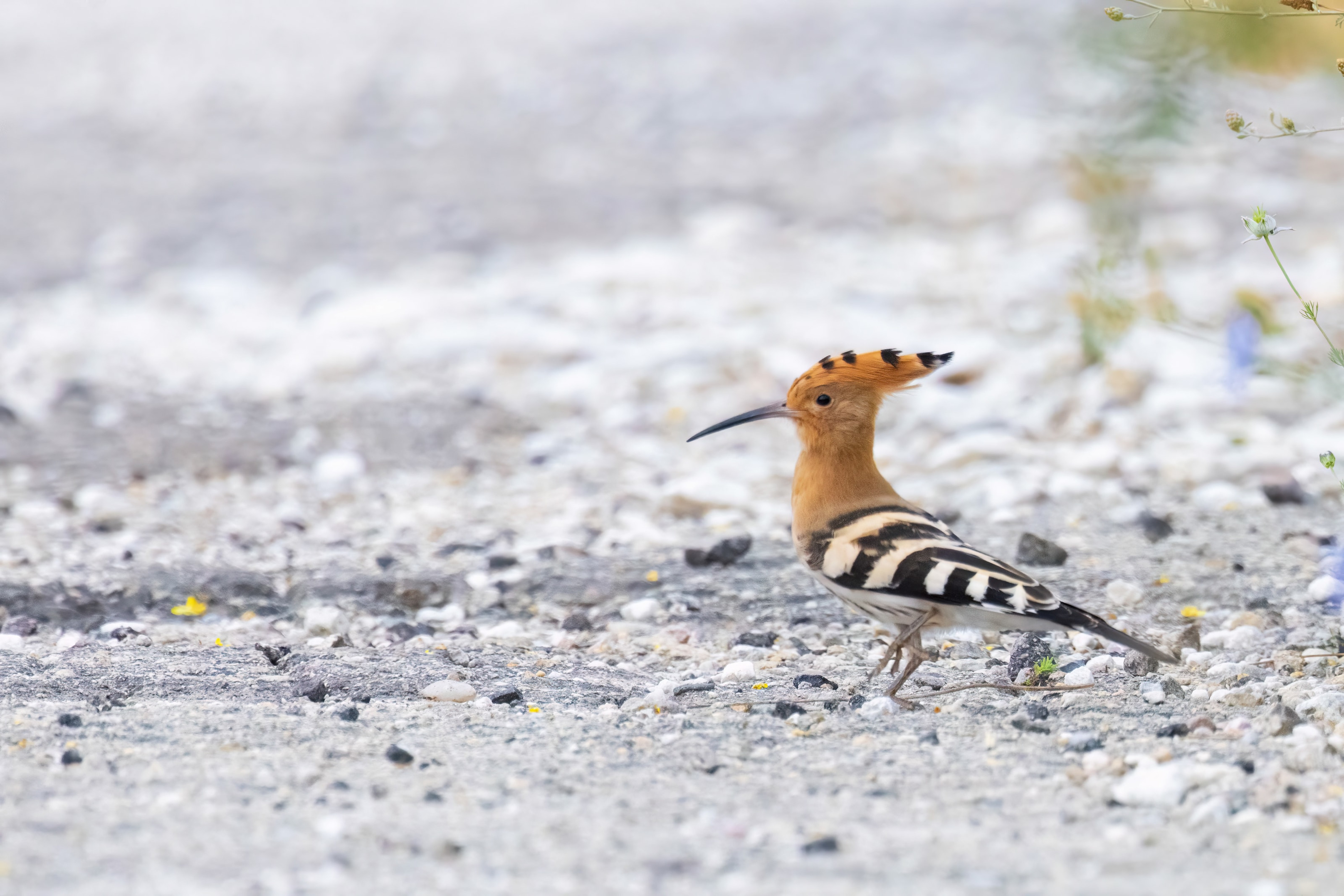 Hoopoe