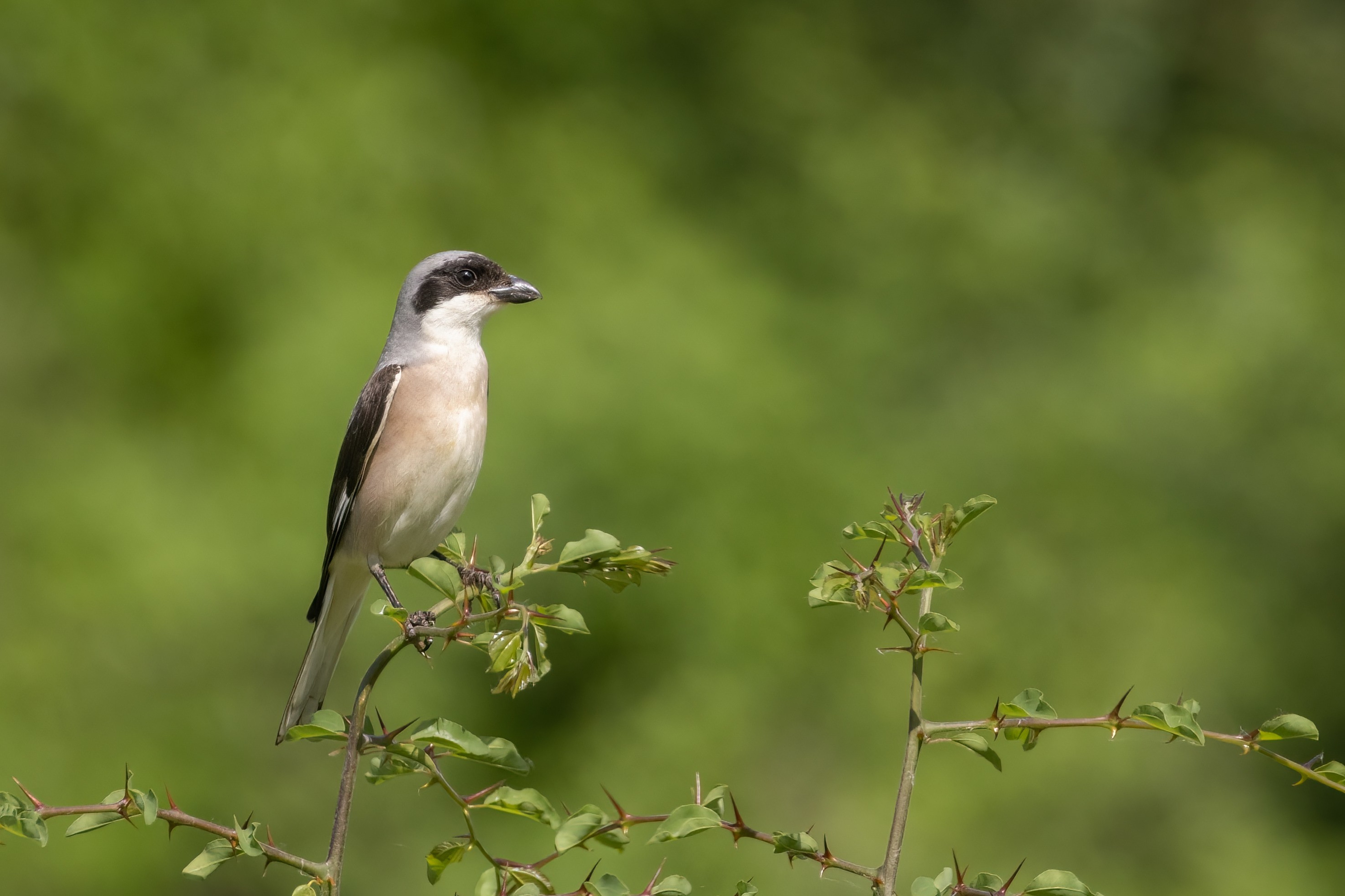 Lesser Grey Shrike