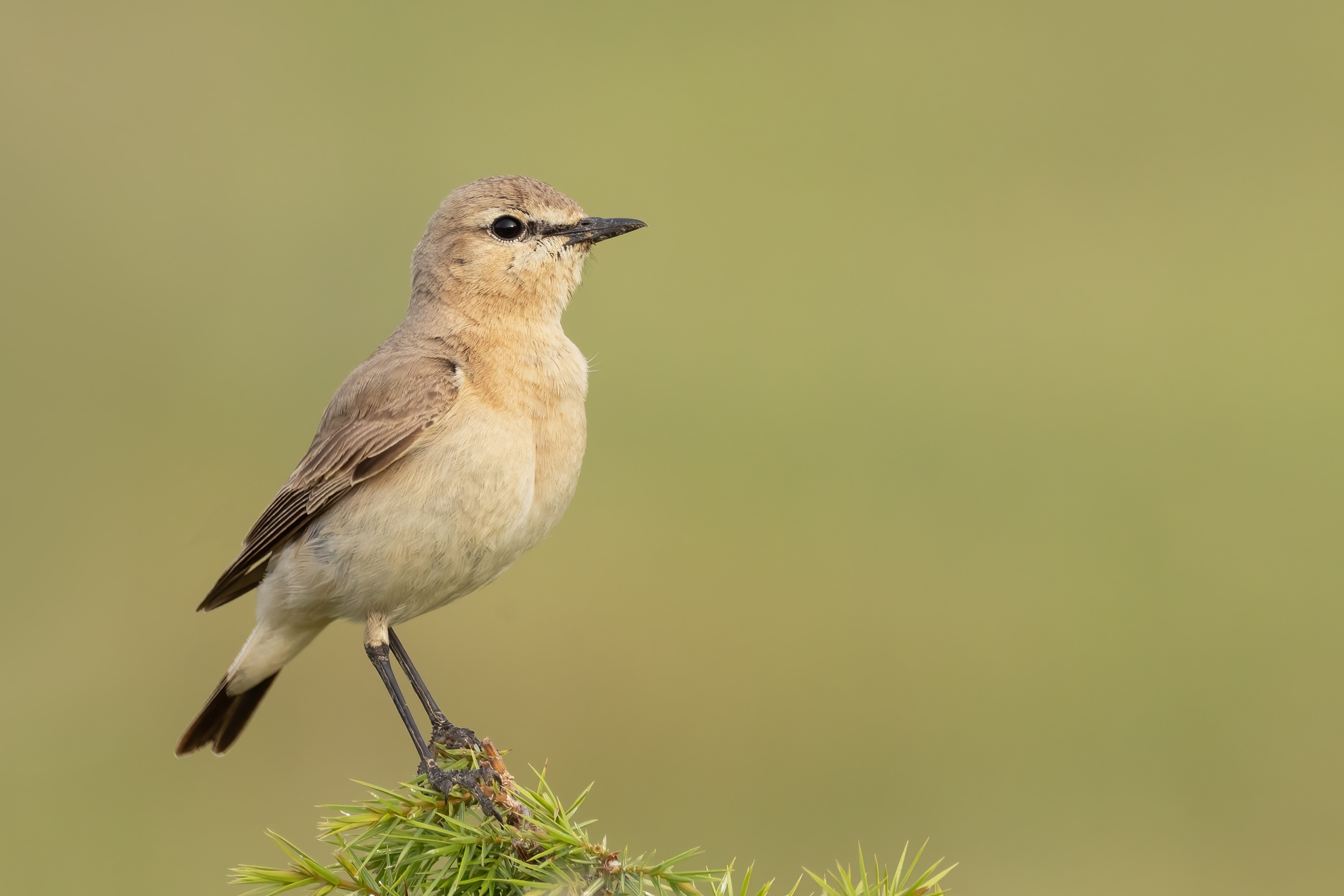 Isabelline Wheatear