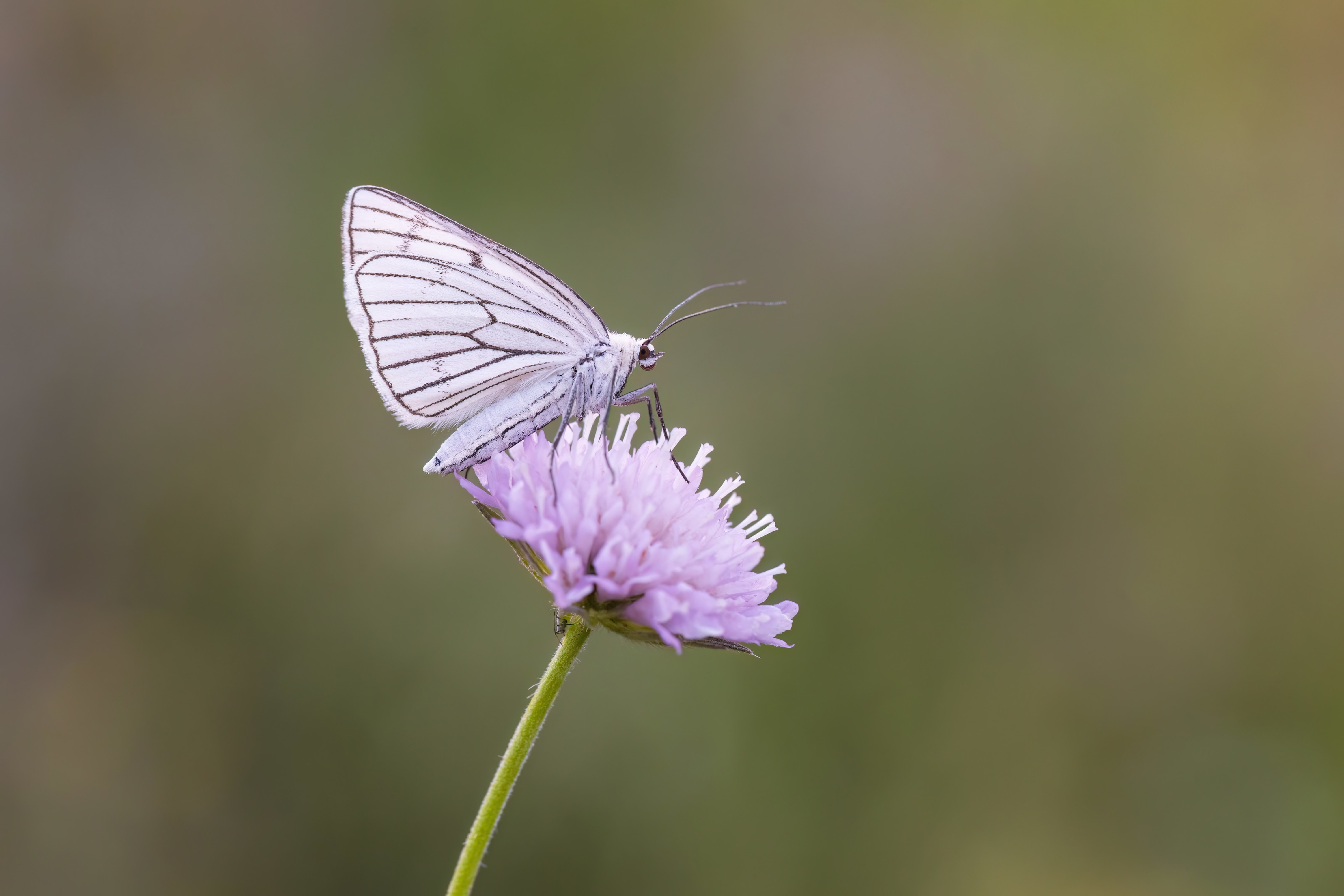 Black-veined Moth