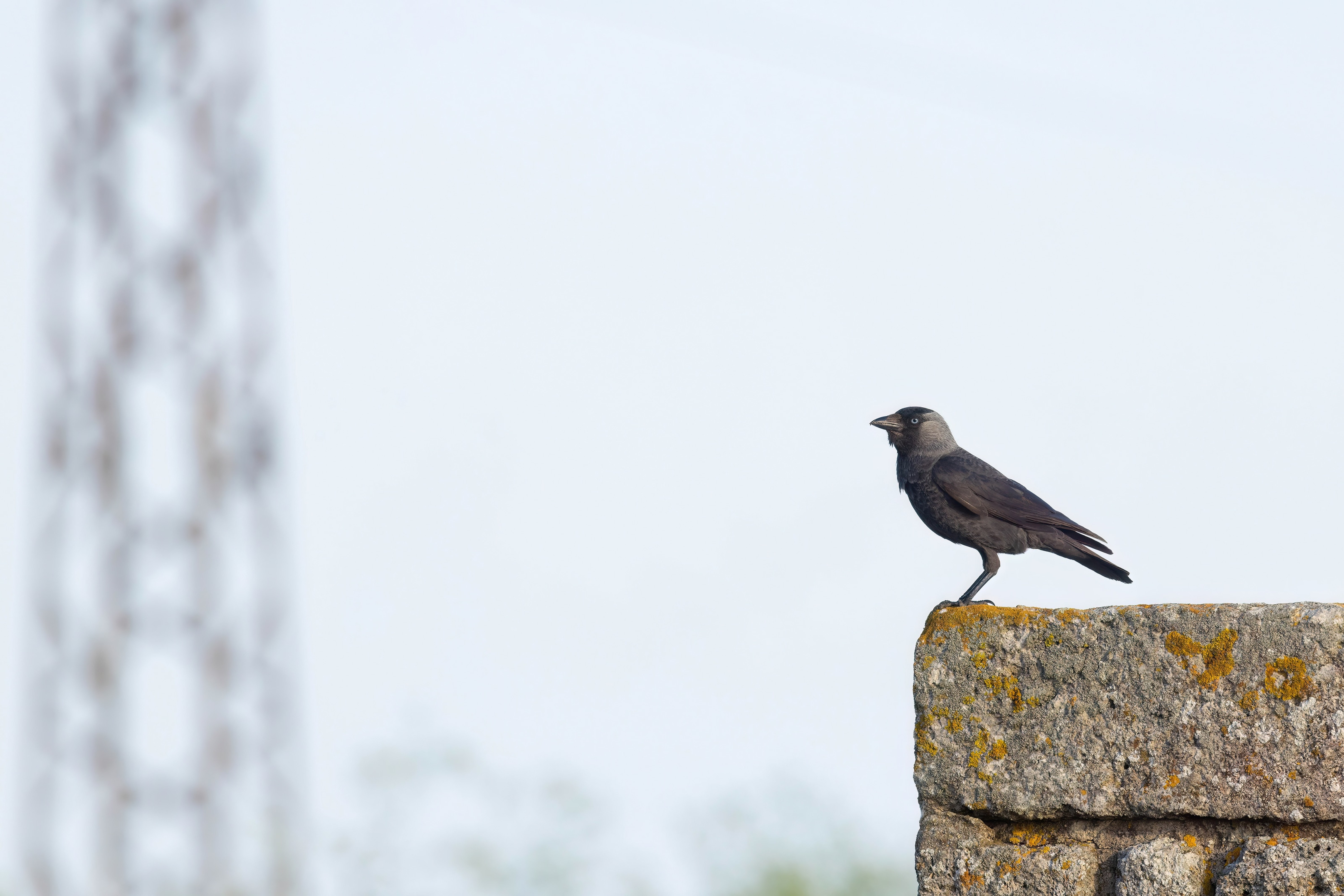 Jackdaw