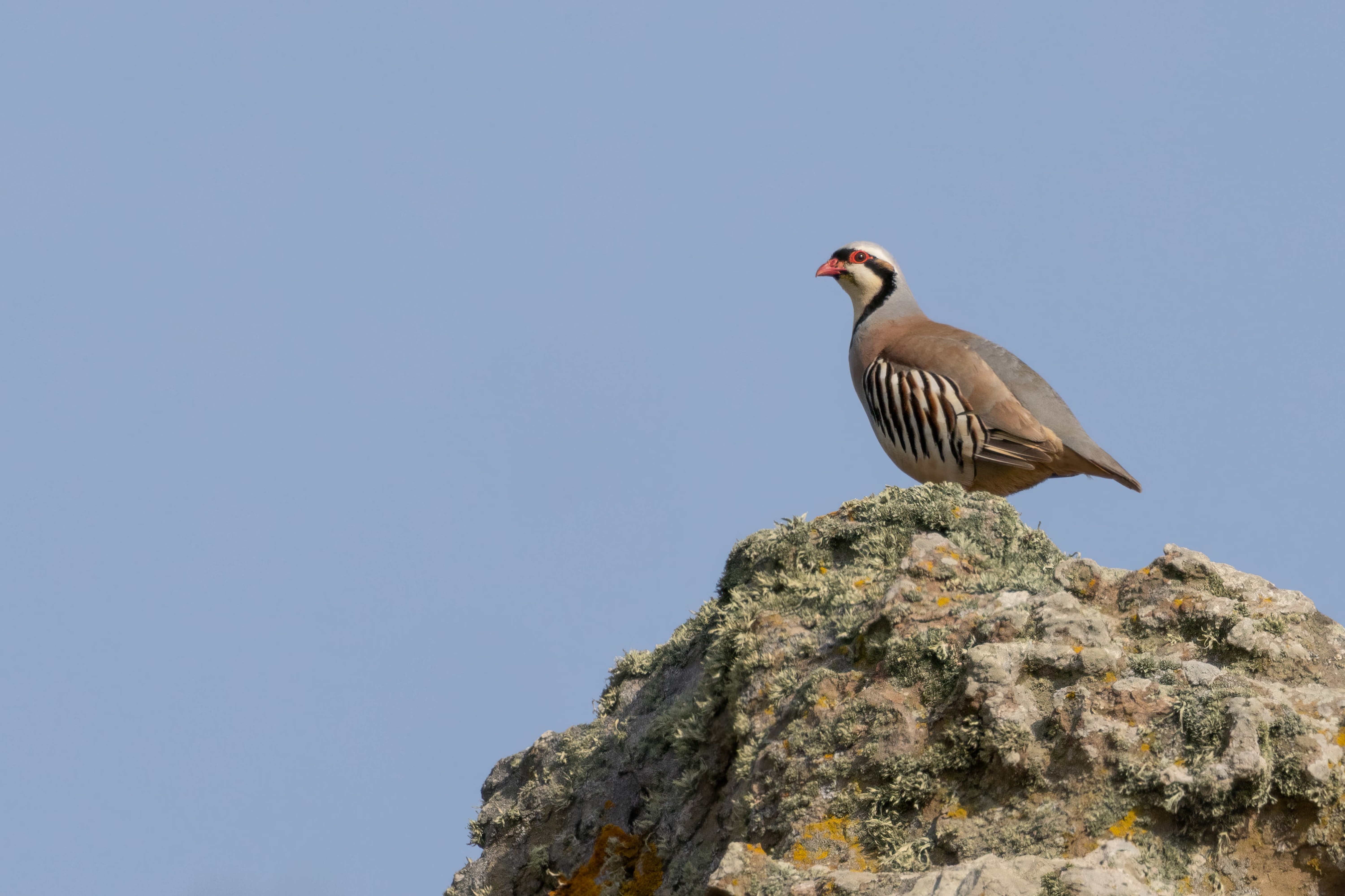 Chukar on a rock in the Eastern Rodopi mountains of Bulgaria 