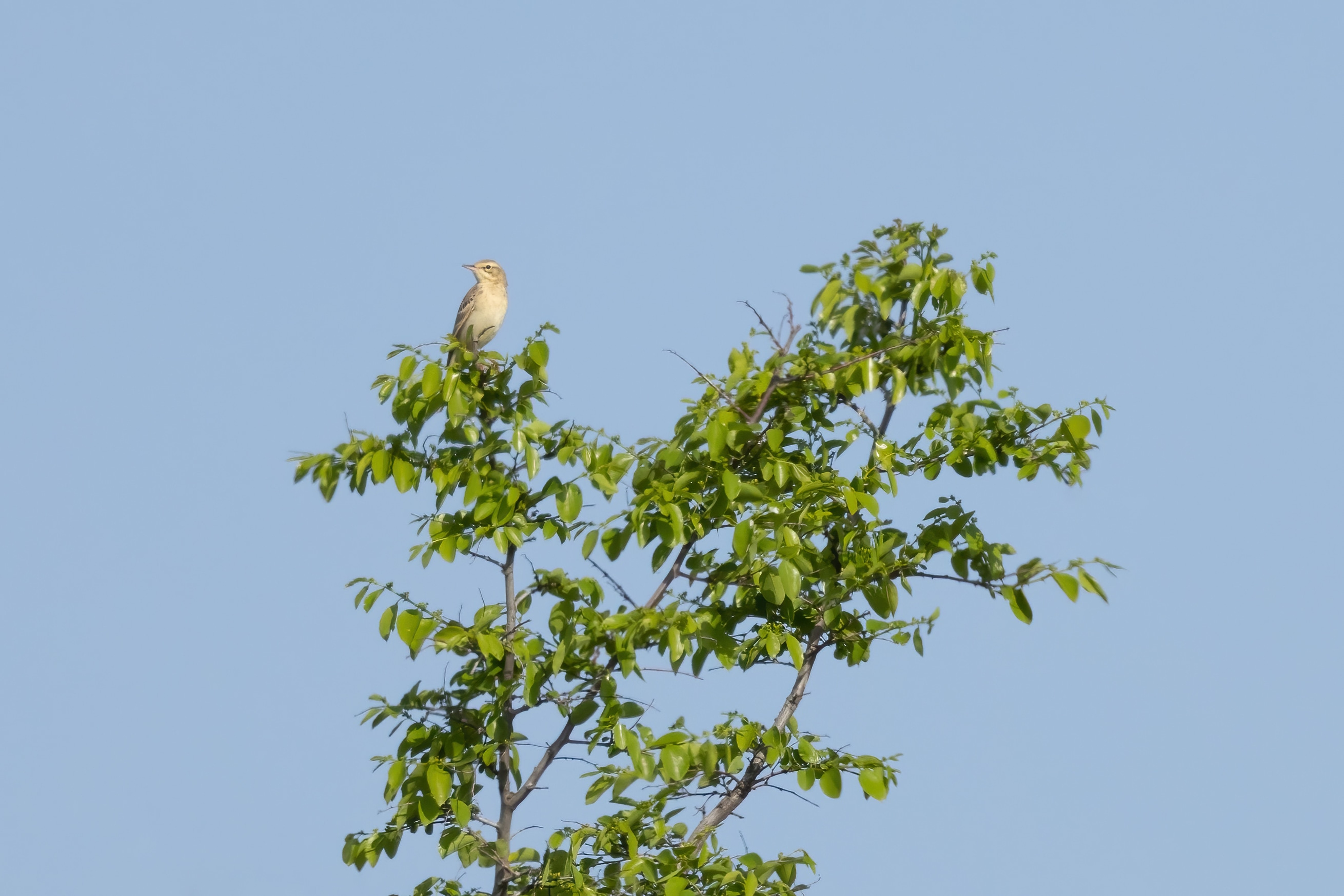 Tawny Pipit