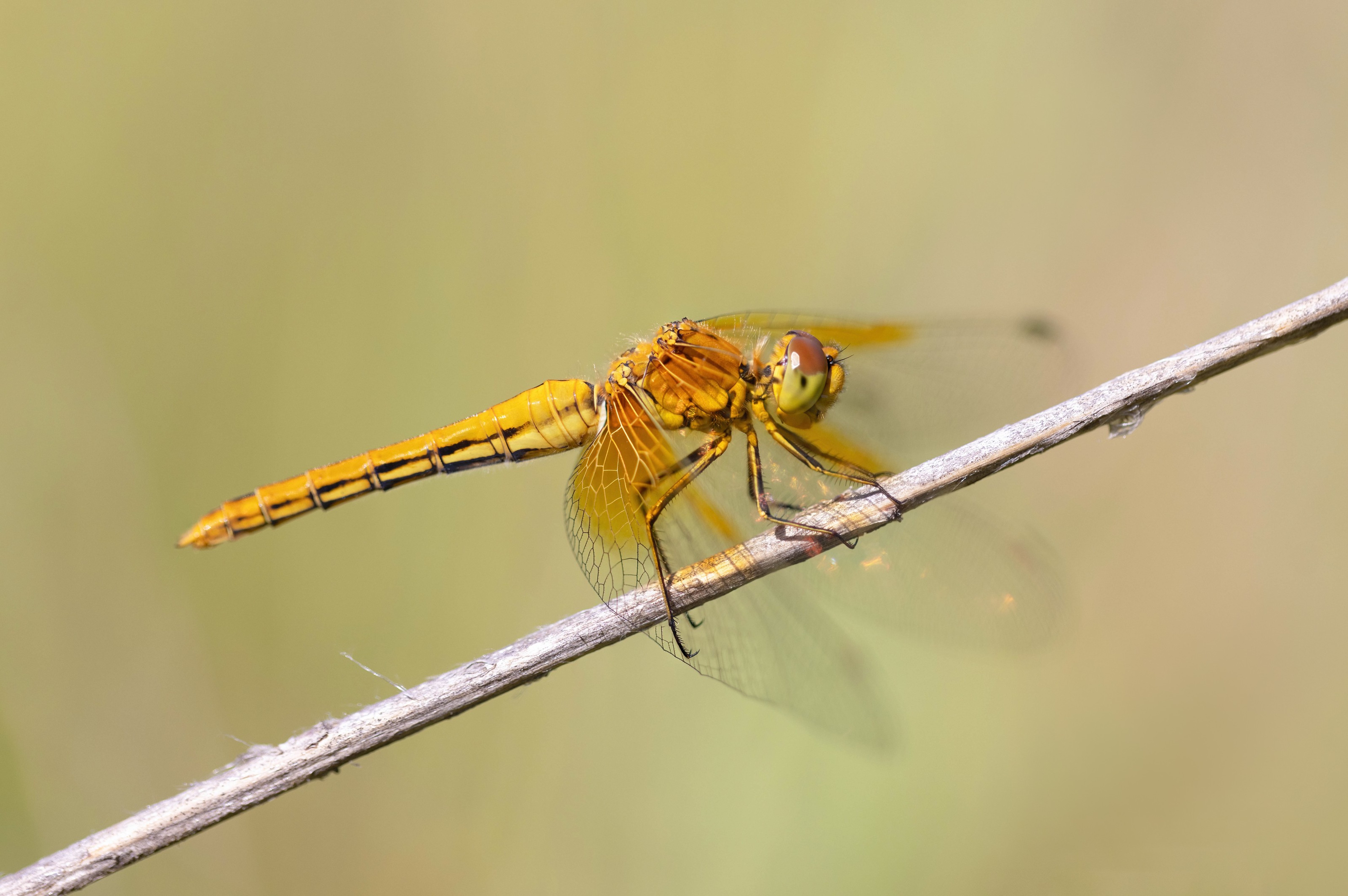 Yellow-winged Darter