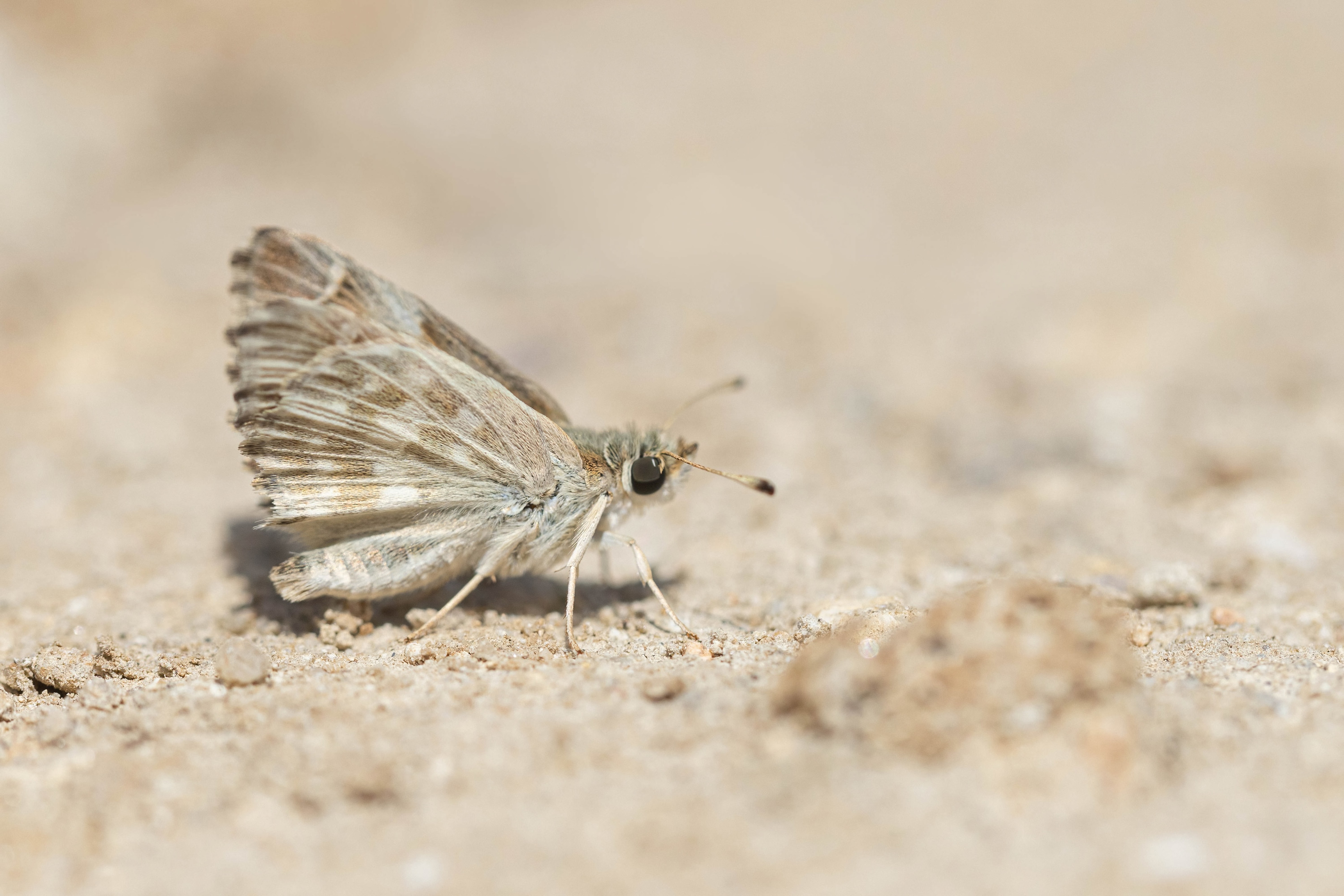 Oriental Marbled Skipper