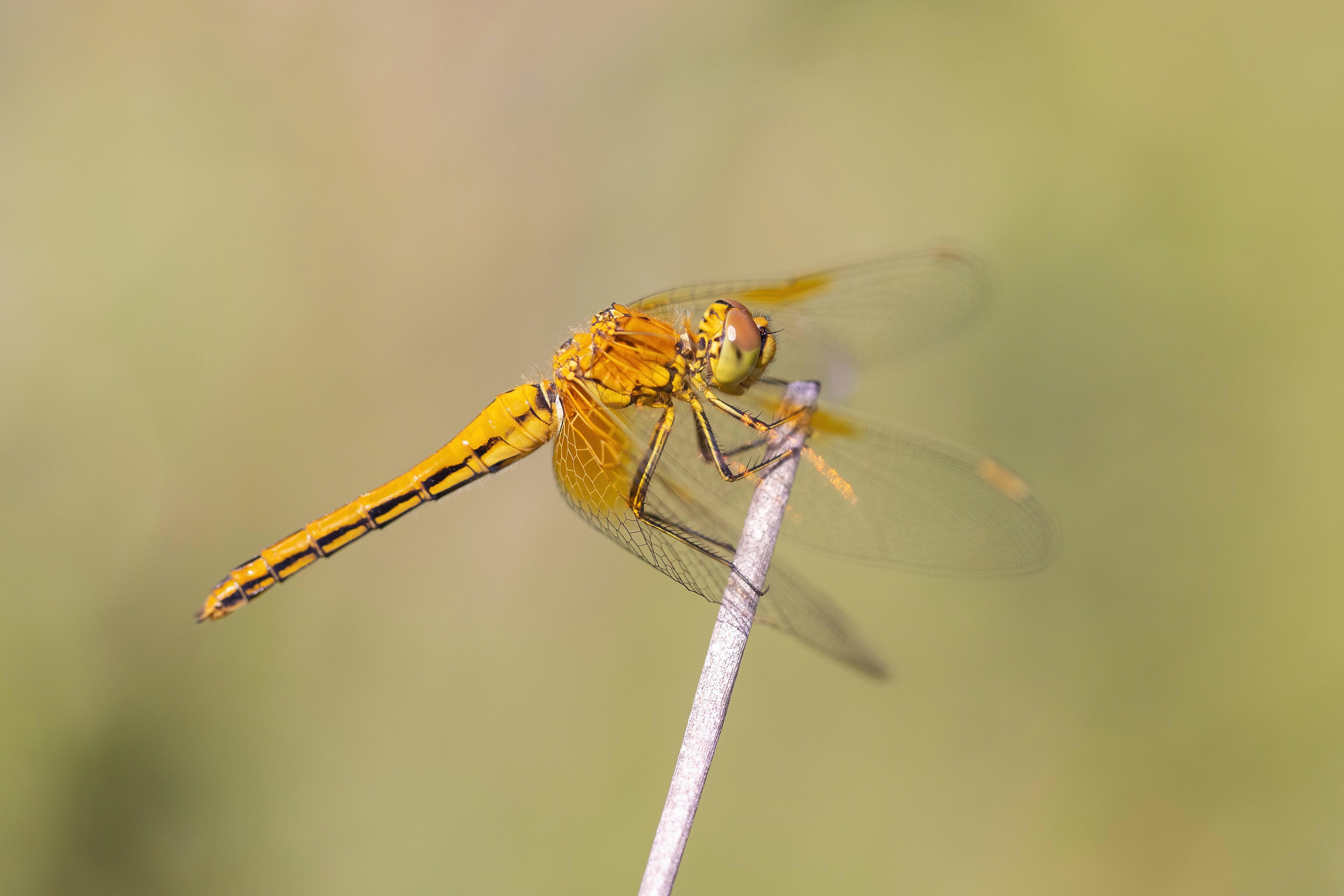Yellow-winged Darter