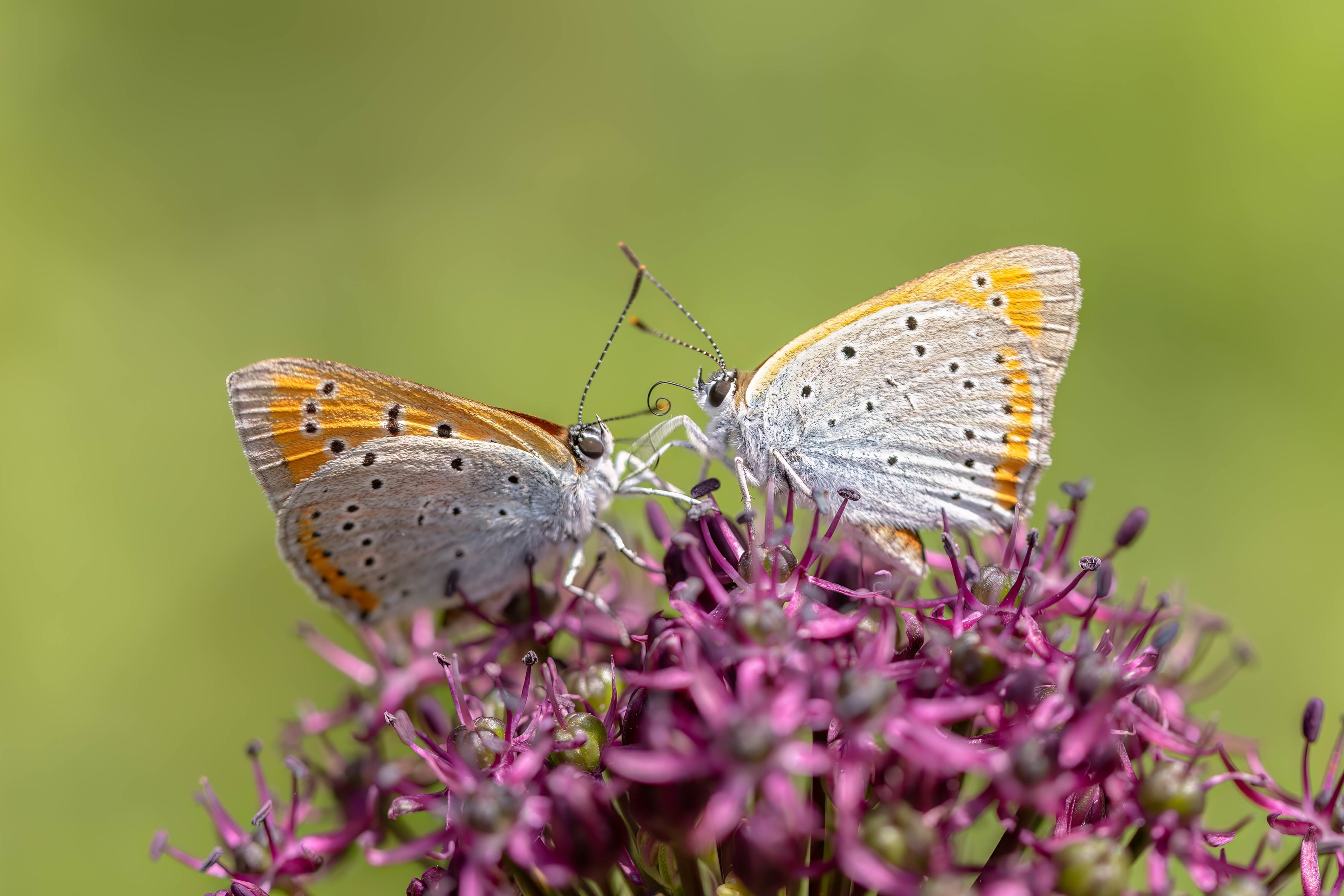 Large Copper (Lycaena dispar) in Bulgaria