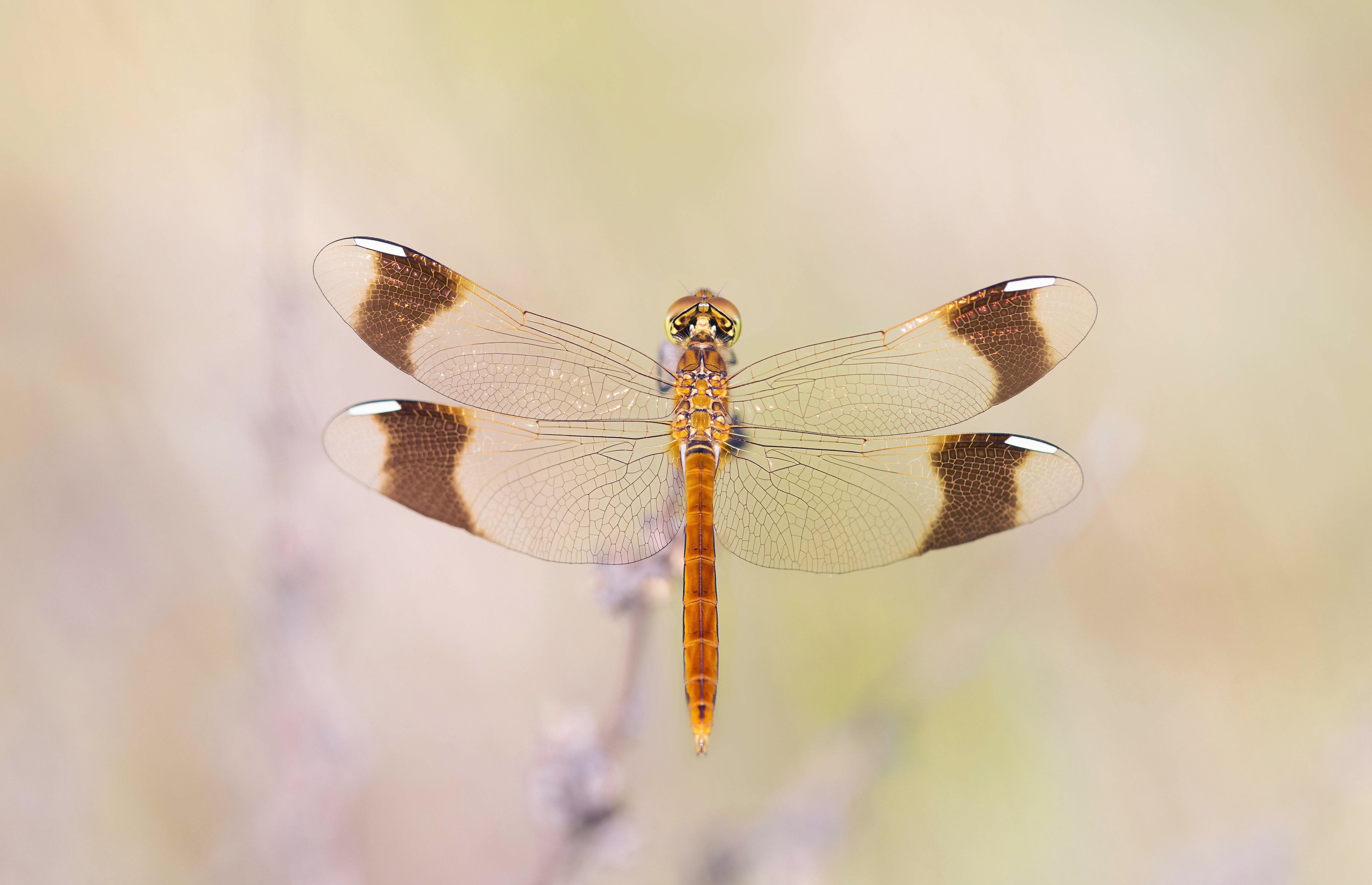 Banded Darter (immature male)