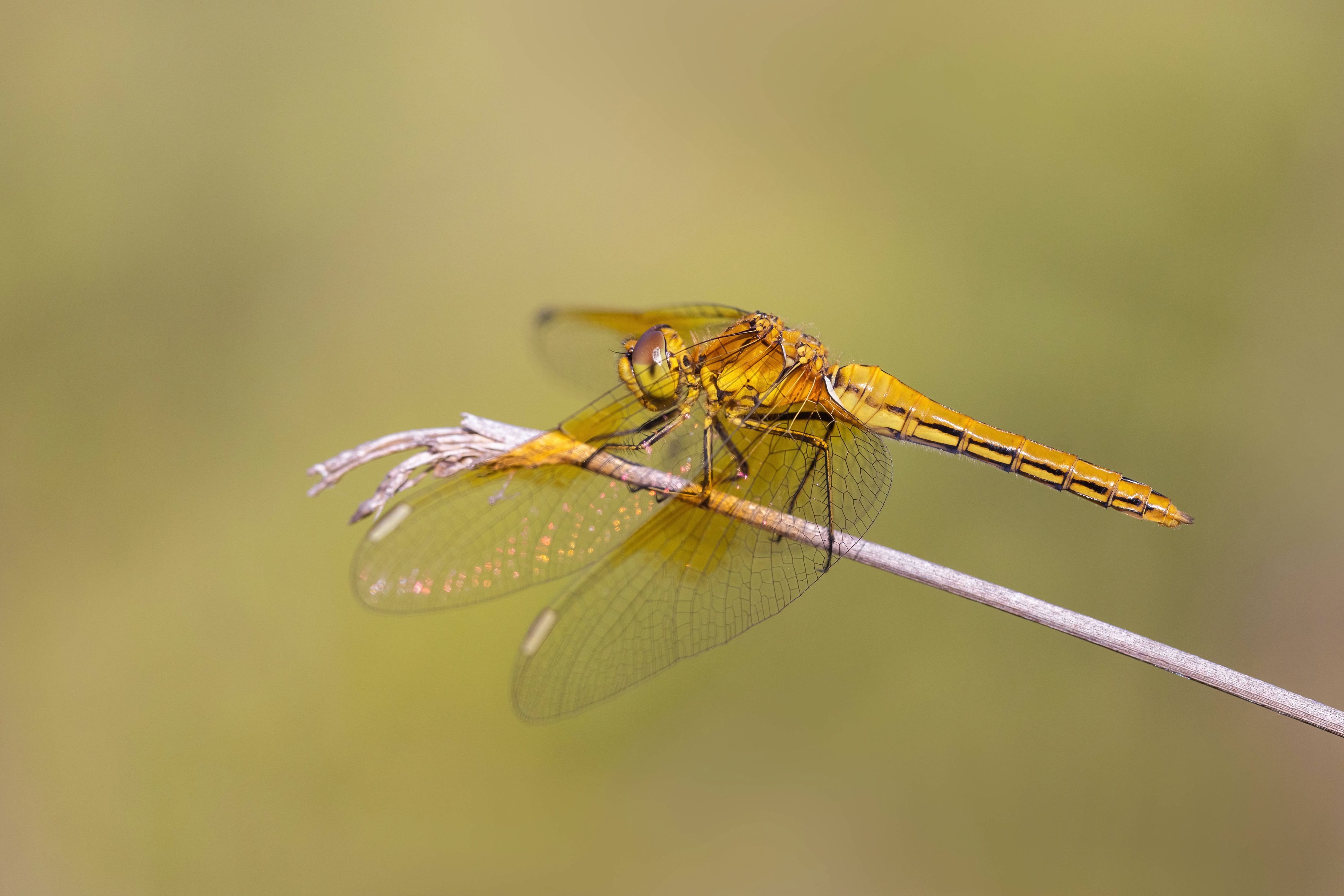 Yellow-winged Darter