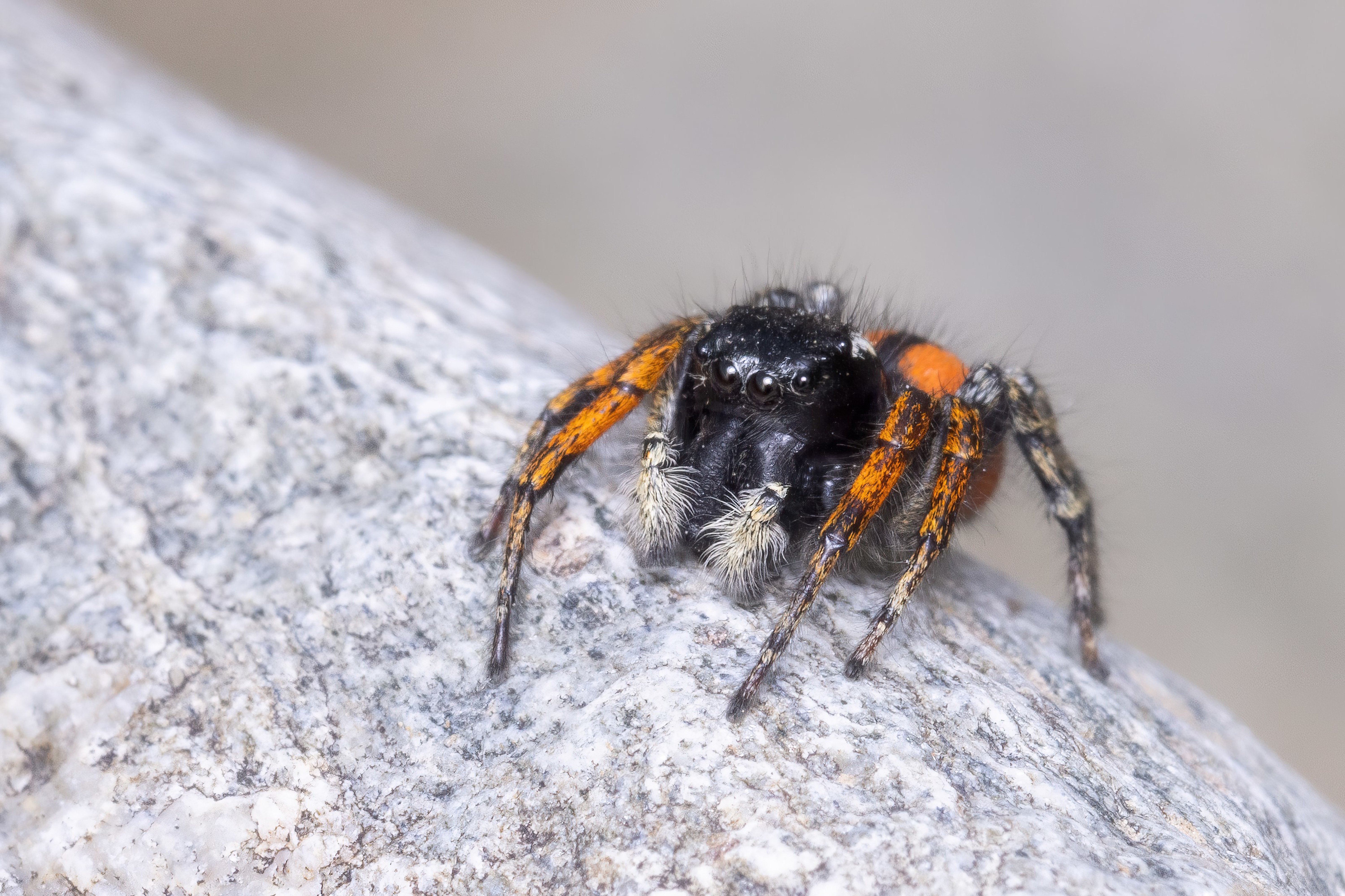Red-bellied Jumping Spider (Philaeus chrysops) in Bulgaria